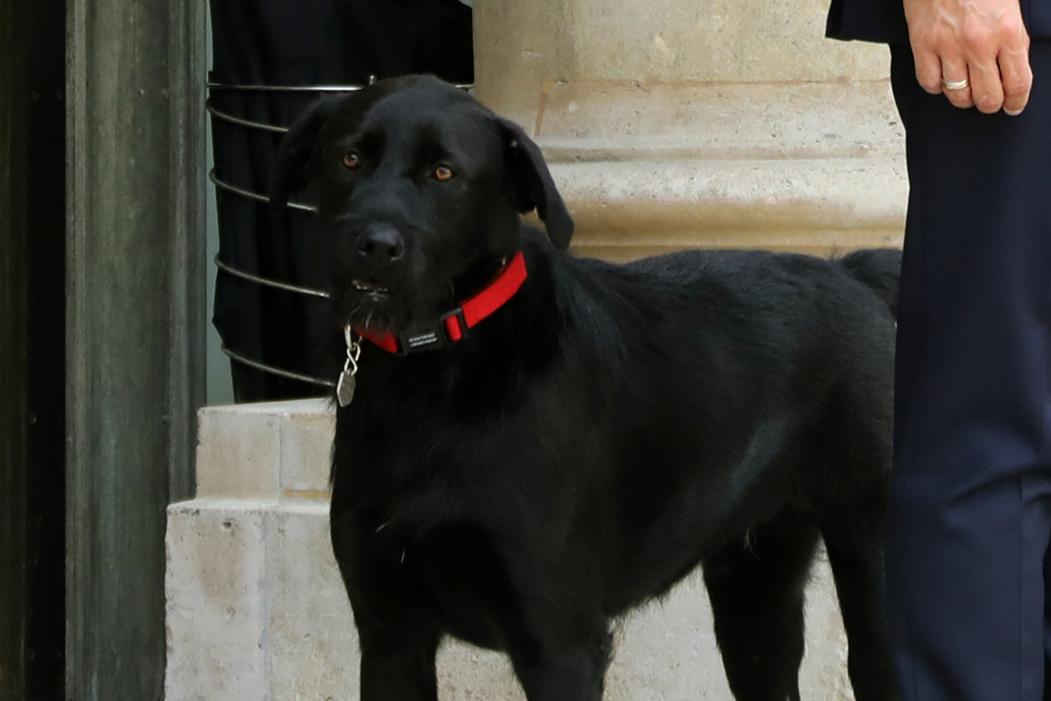 Macron’s dog stars in video urging people to adopt with ‘awareness’
