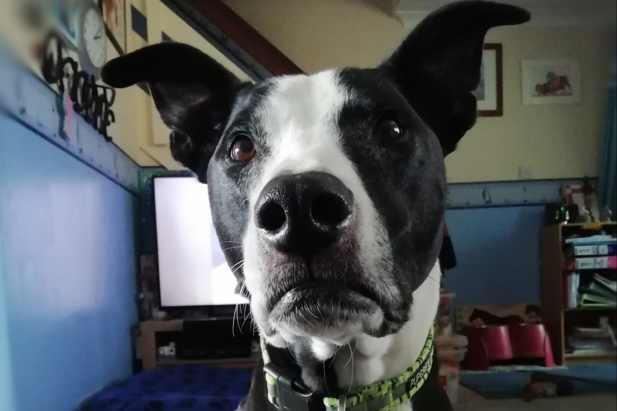 Great Dane rescued by vets after eating three feet of tinsel