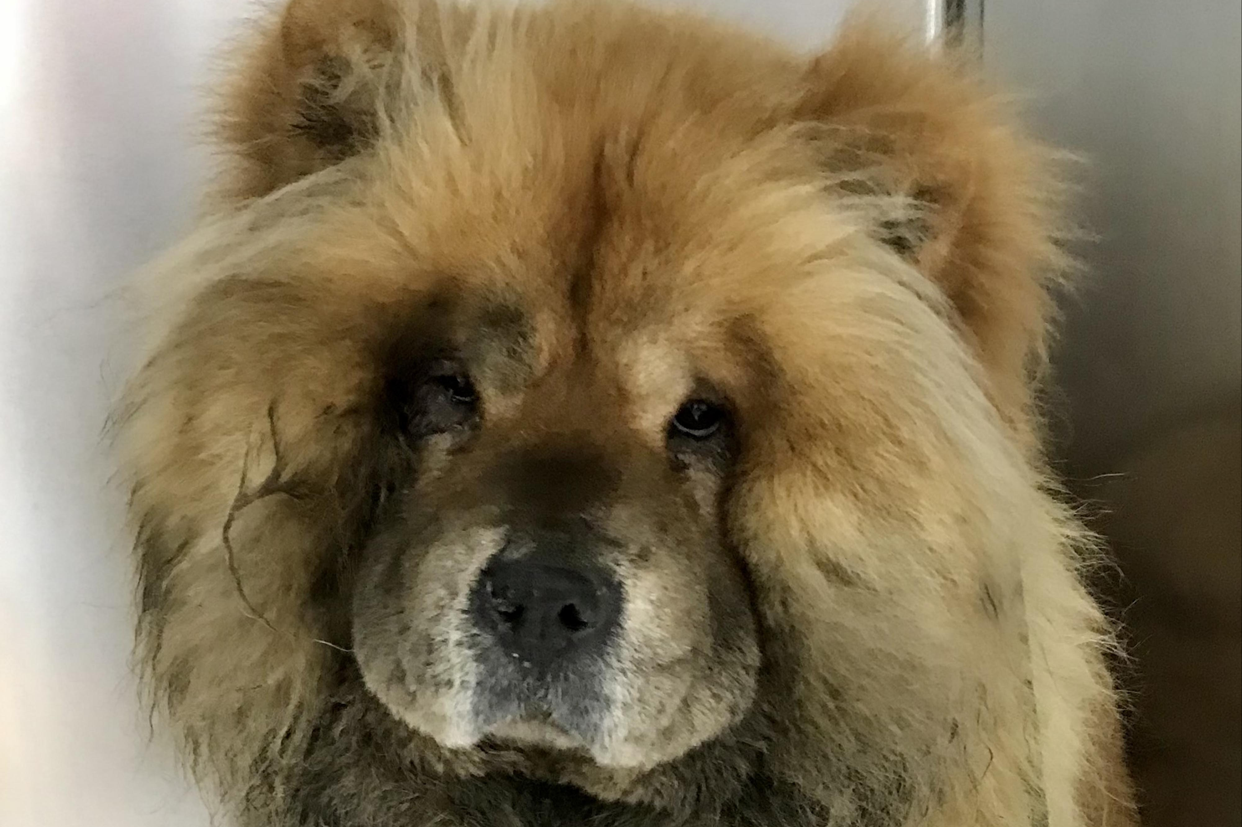 RSPCA seeks owners of dog found electrocuted on train tracks