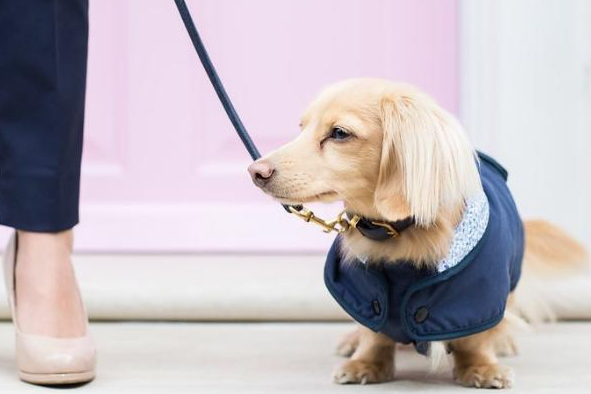 Best products for dogs; coats, toys, collars and grooming essentials