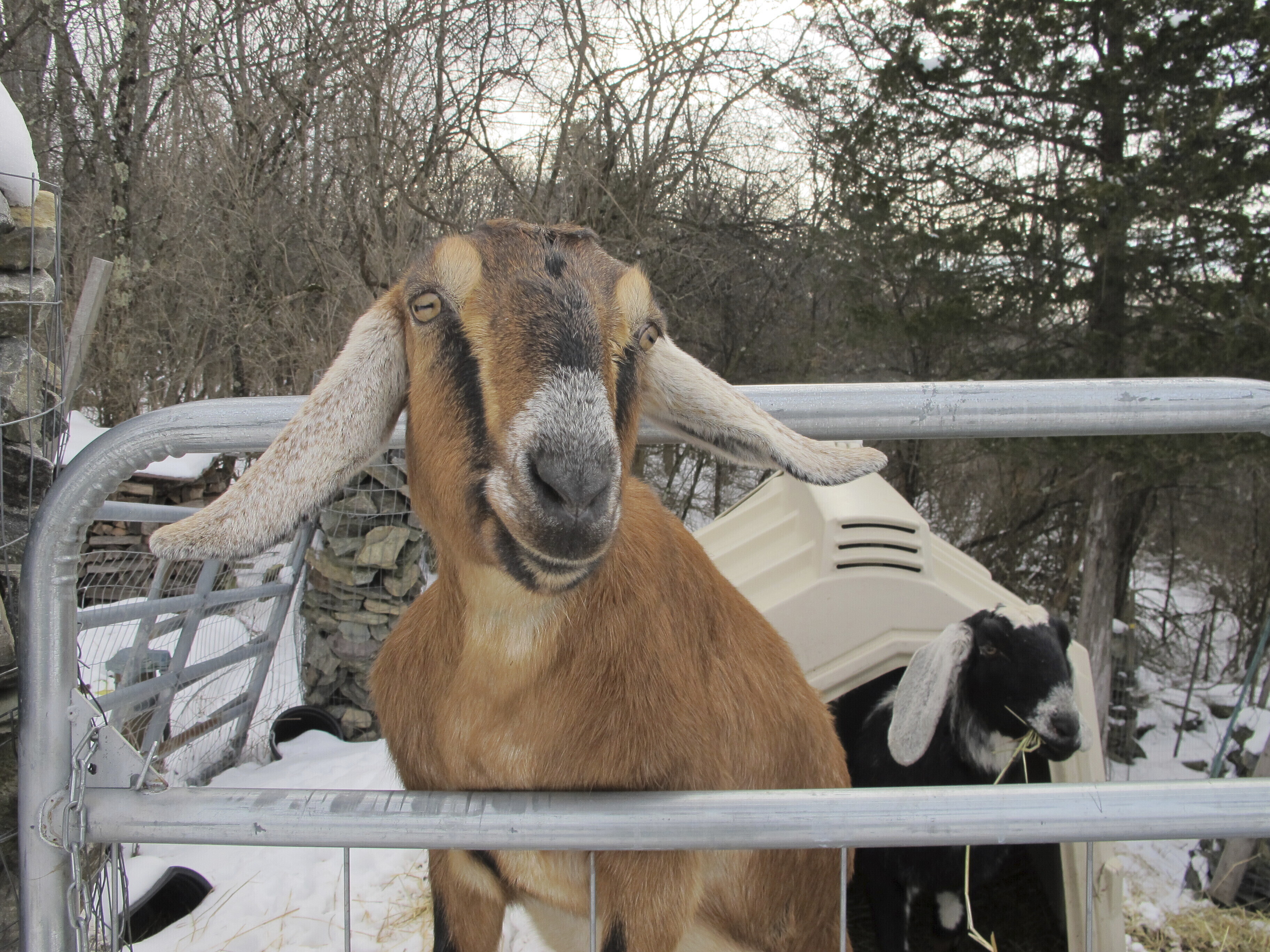 Dog and goat serving as mayor raise money for US playground