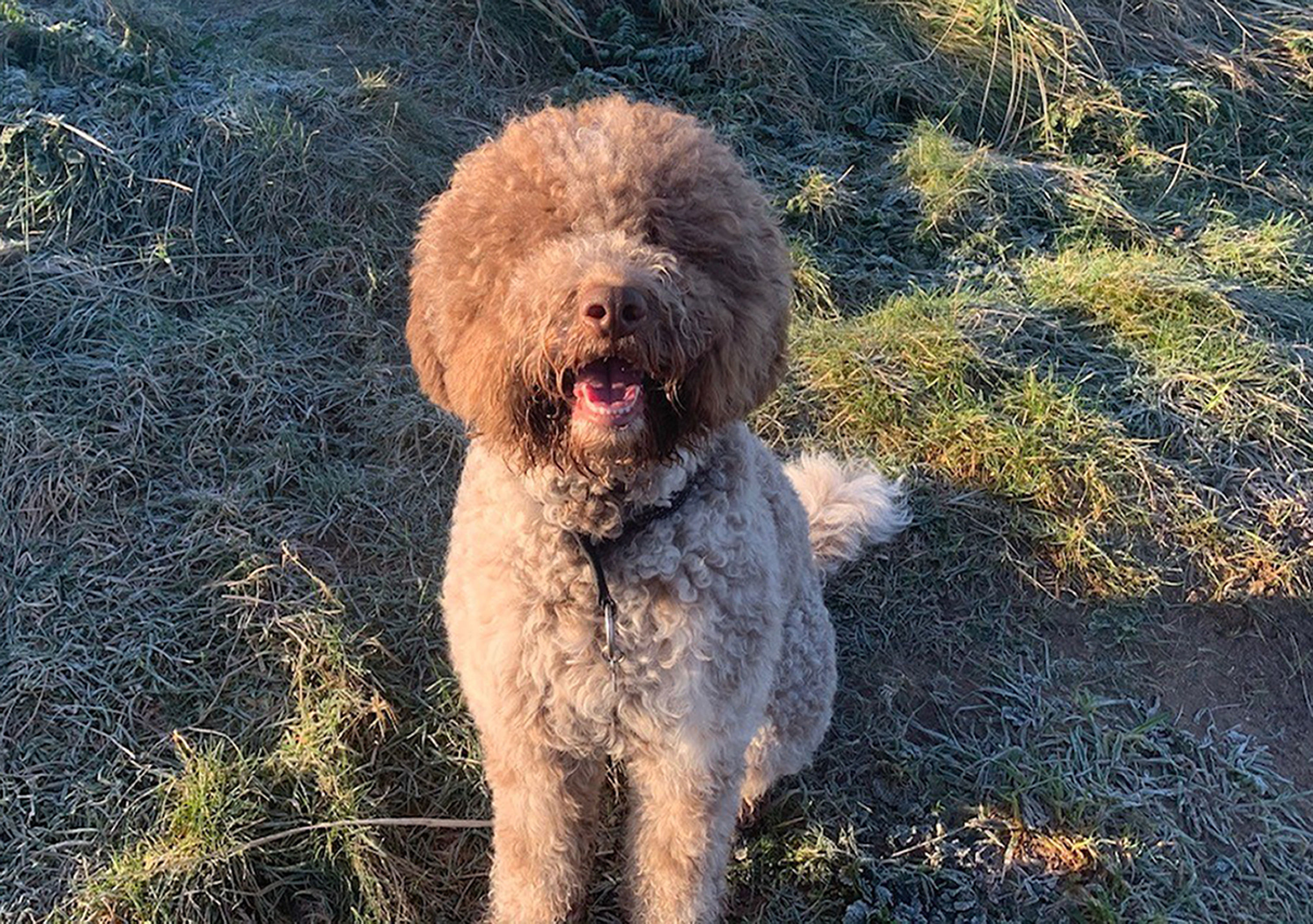 Monty the dog