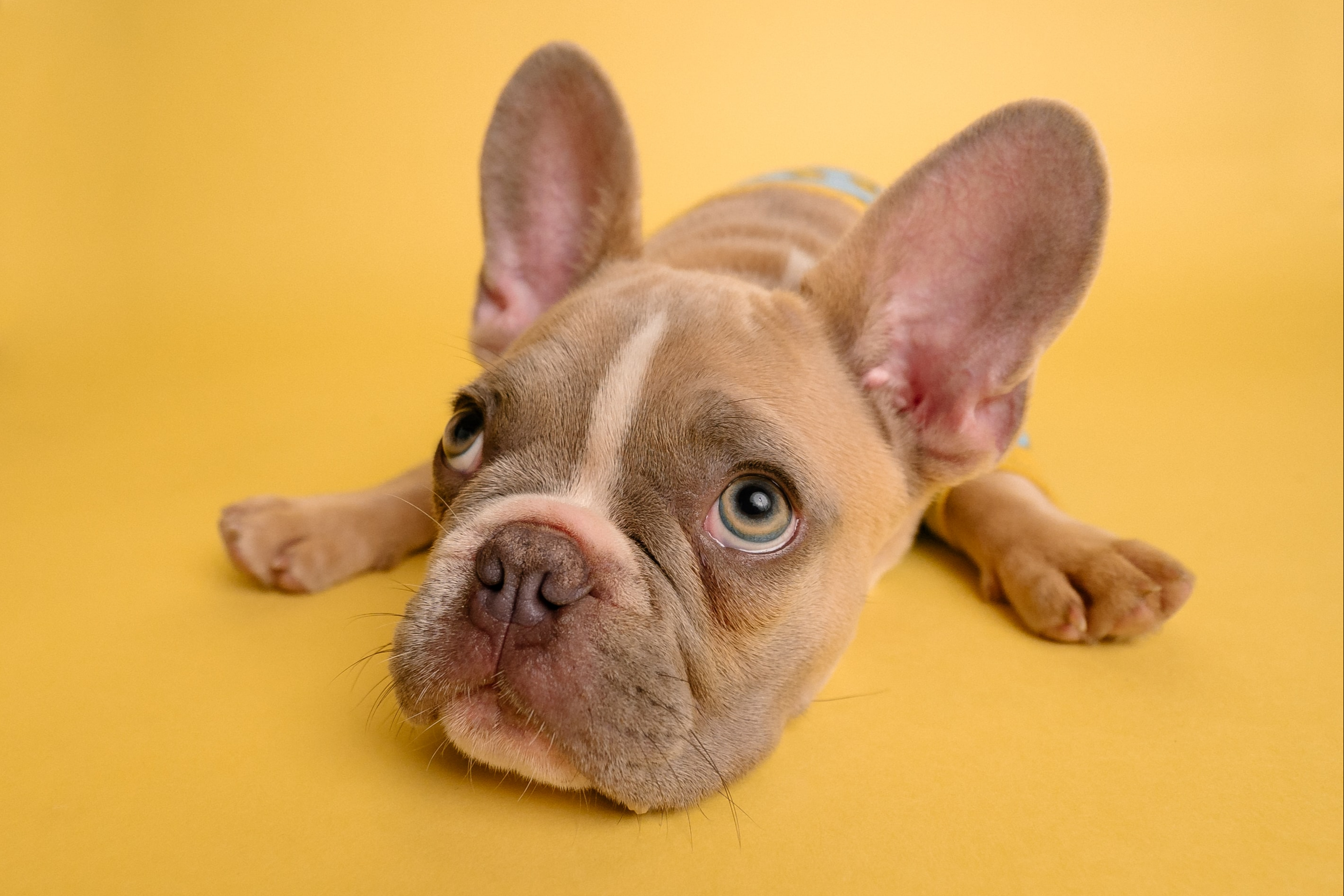 Best dog training tools to help improve behaviour