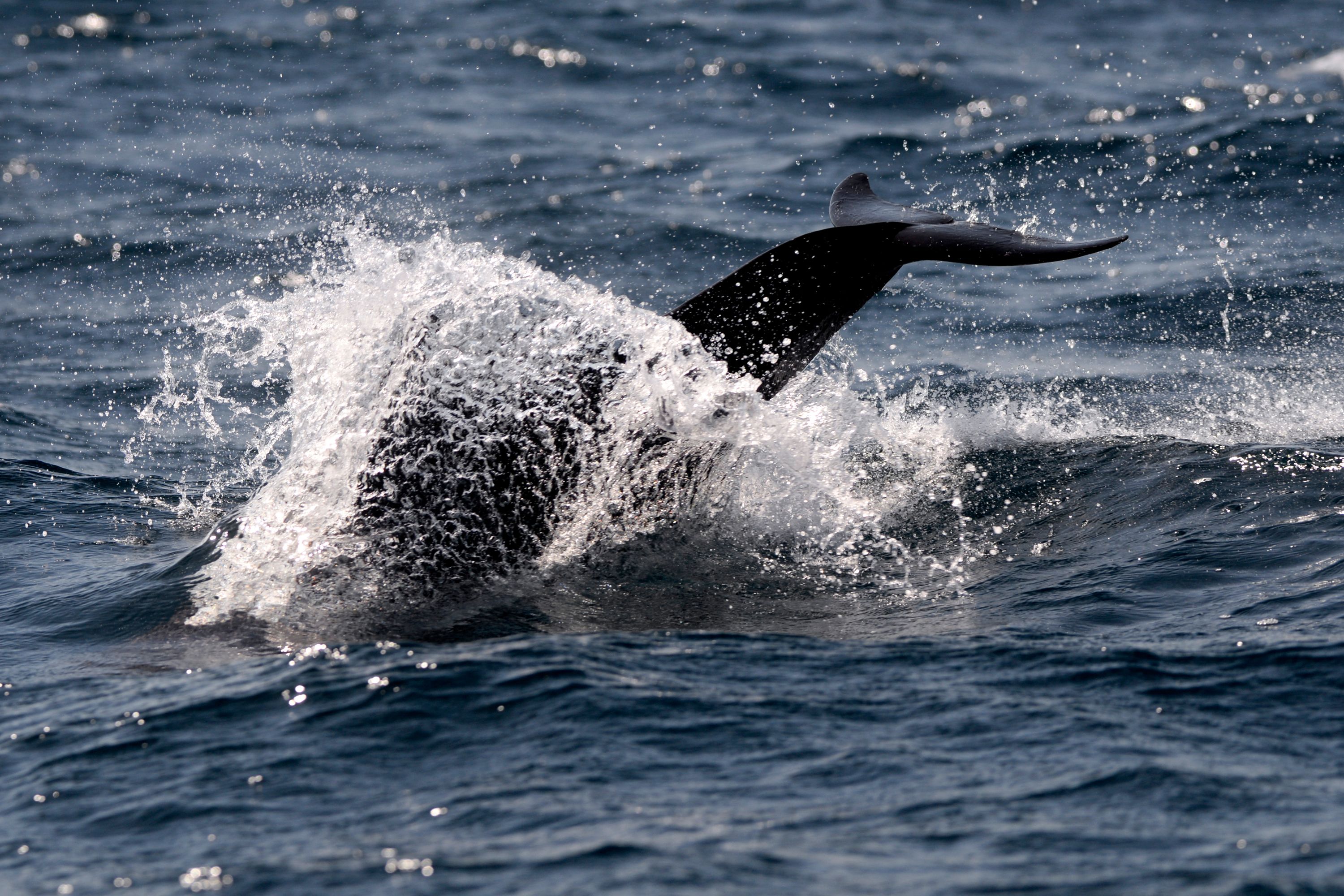 GUATEMALA-ANIMAL-DOLPHIN
