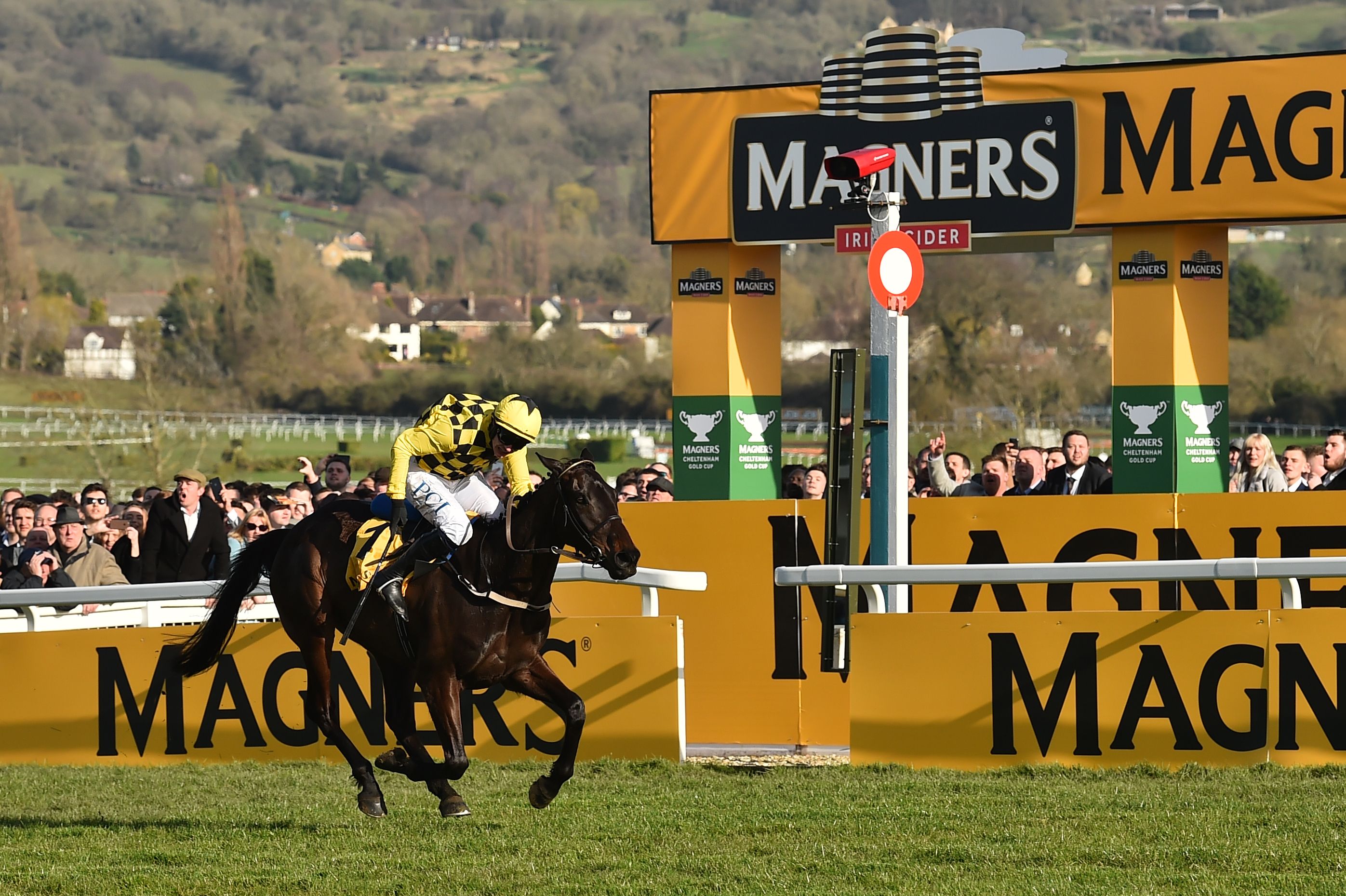 Al Boum Photo - the horse trying to make Cheltenham Gold Cup history