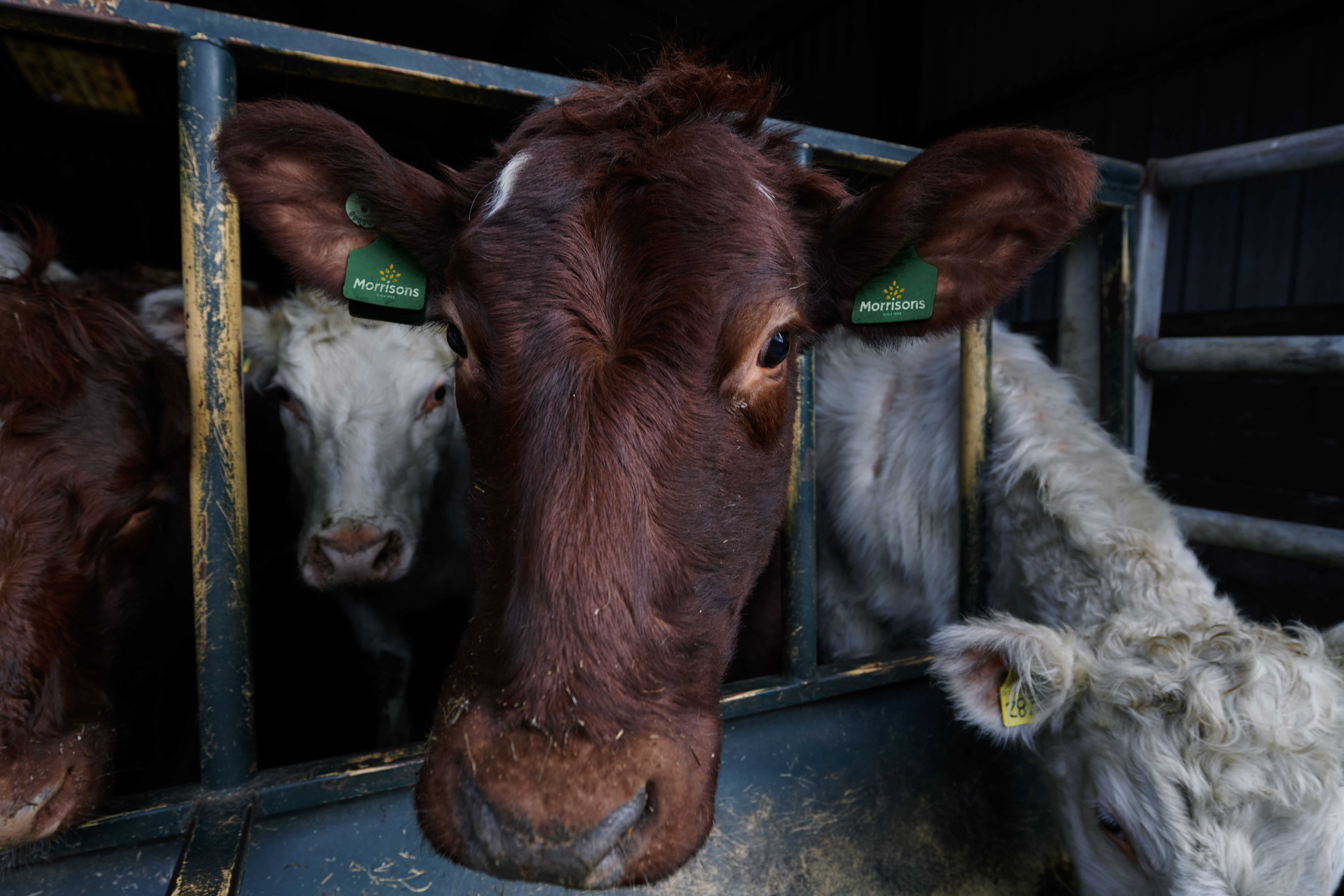 Morrisons pledges to switch to net zero British meat, eggs and veg in a decade