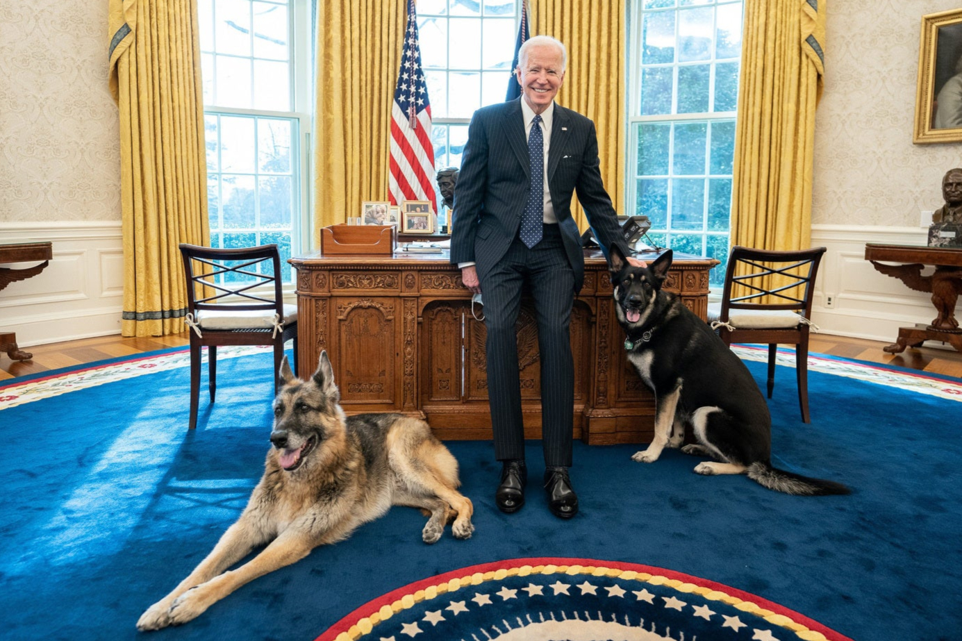 Biden’s dogs sent back to Delaware family home after ‘biting incident’