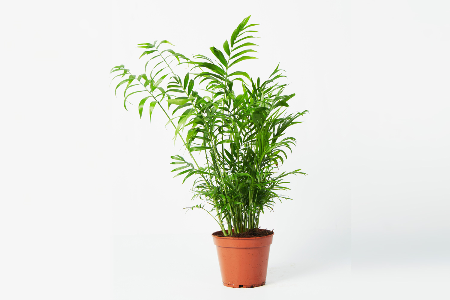 How to care for parlour palms: watering, repotting and where to position them 
