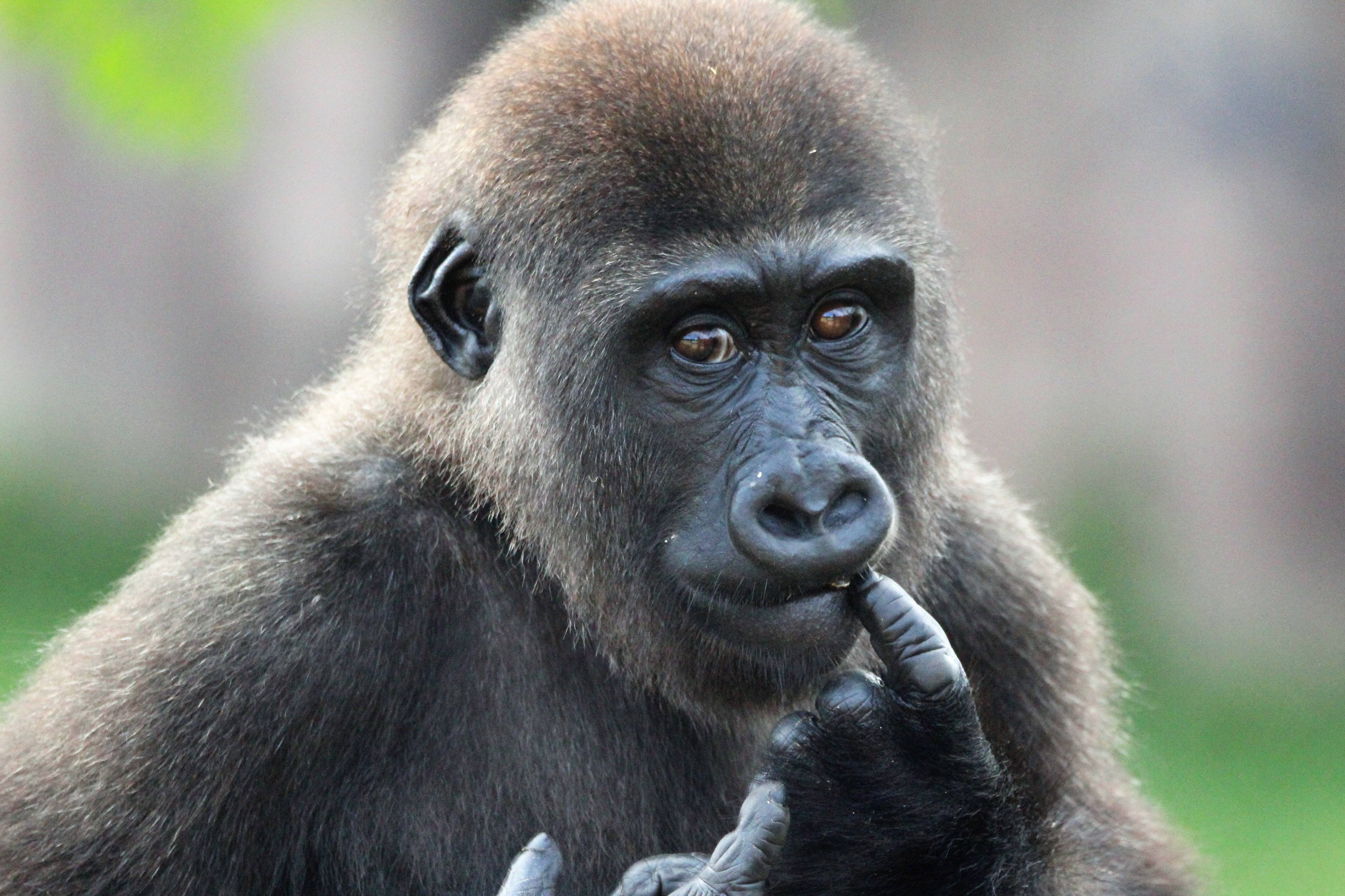 Reddit’s WallStreetBets adopt 3,500 gorillas in six days after turning around GameStop’s fortunes