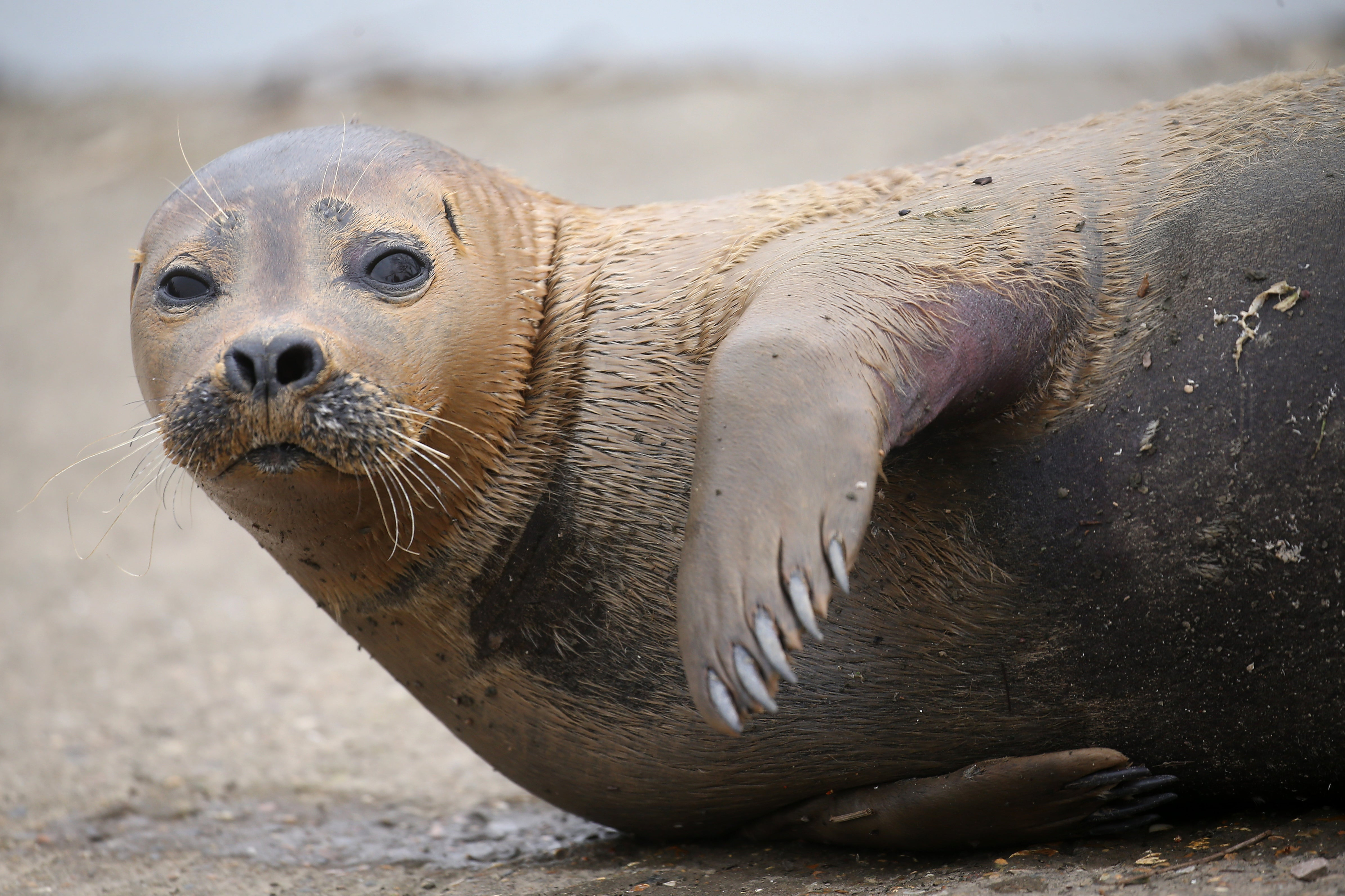 Seal Sighting On The River Thames