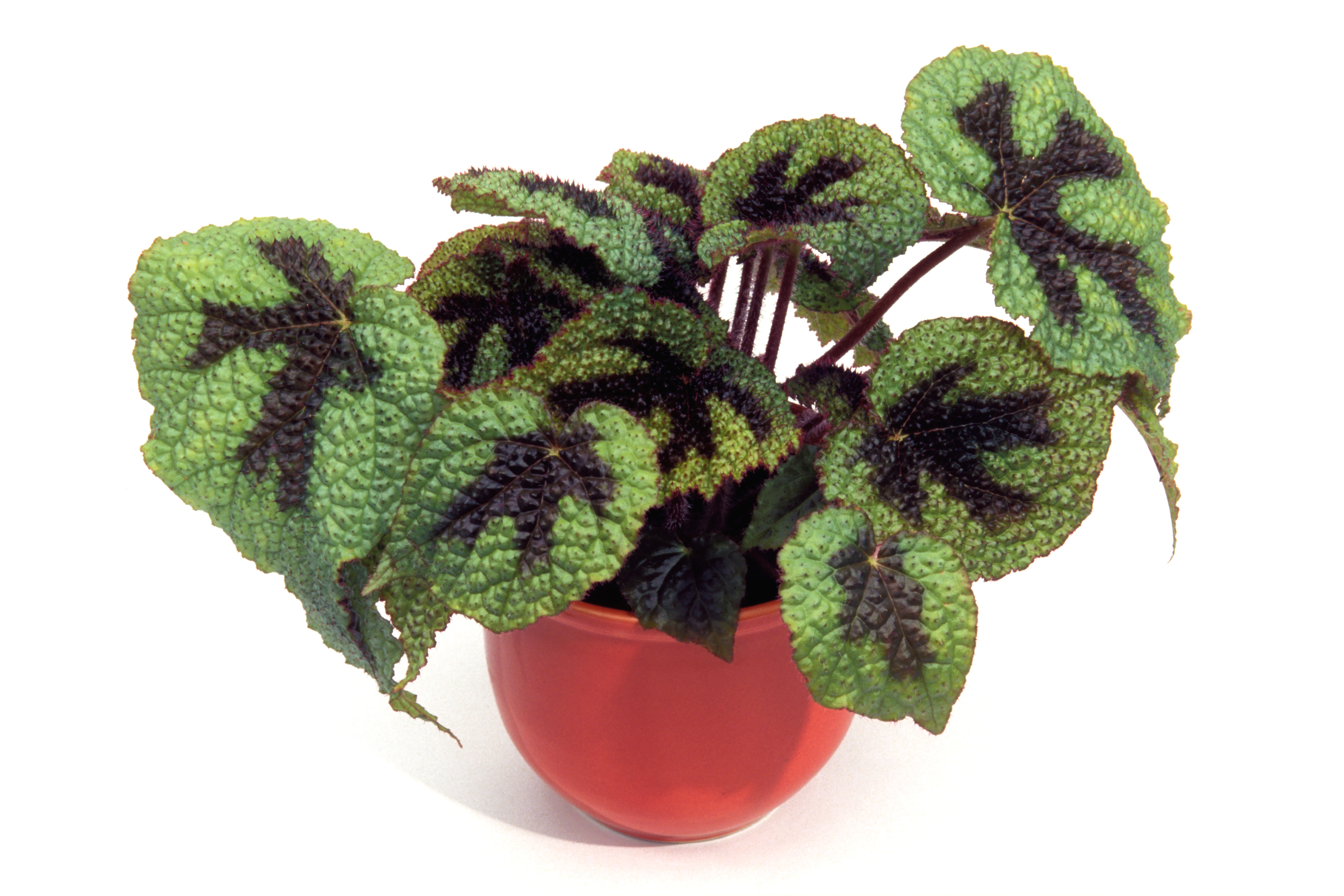 How to care for painted leaf begonias: watering, repotting and where to position them
