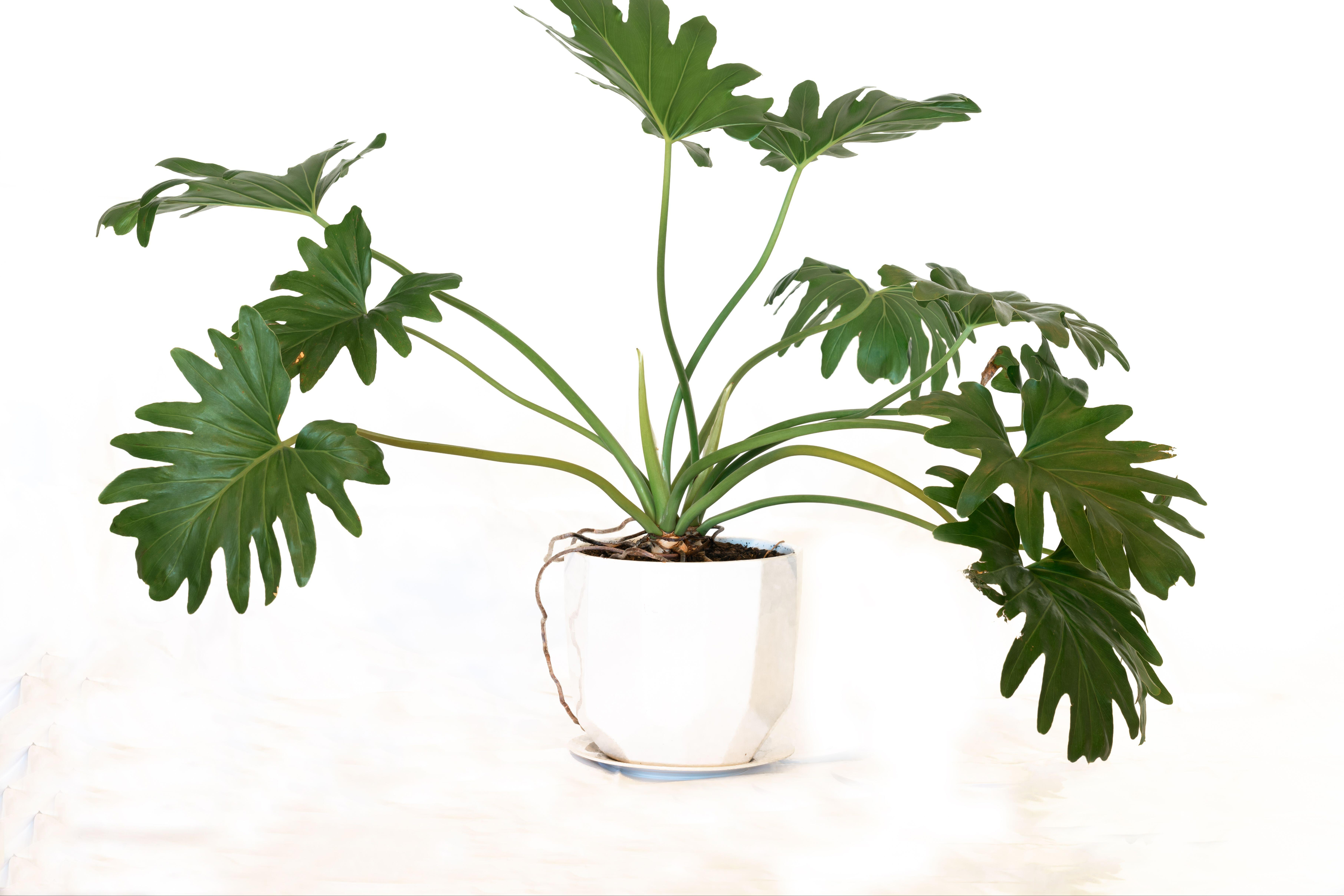 How to care for tree philodendrons: watering, repotting and where to position them