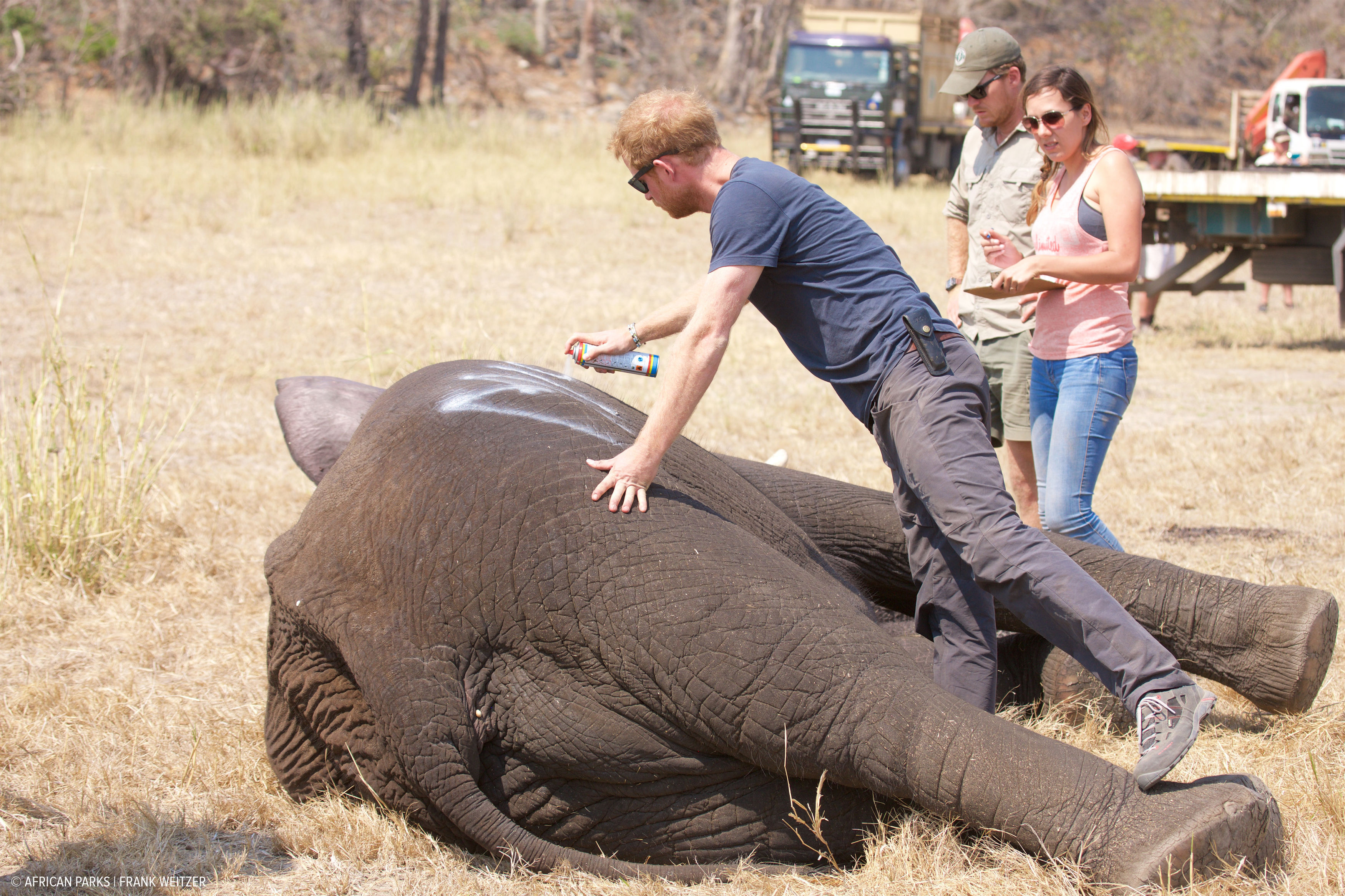 Prince Harry charity dropped by Chad for 'financial misconduct'