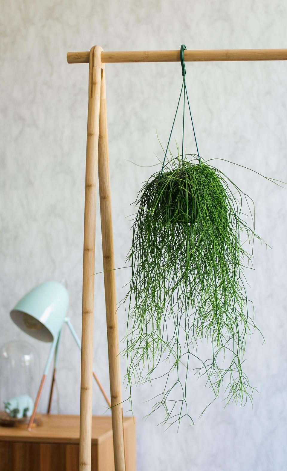 How to care for mistletoe cactus: watering, repotting and where to position them