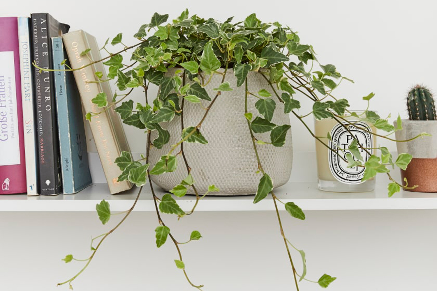 Best air purifying house plants to keep your indoor space fresh