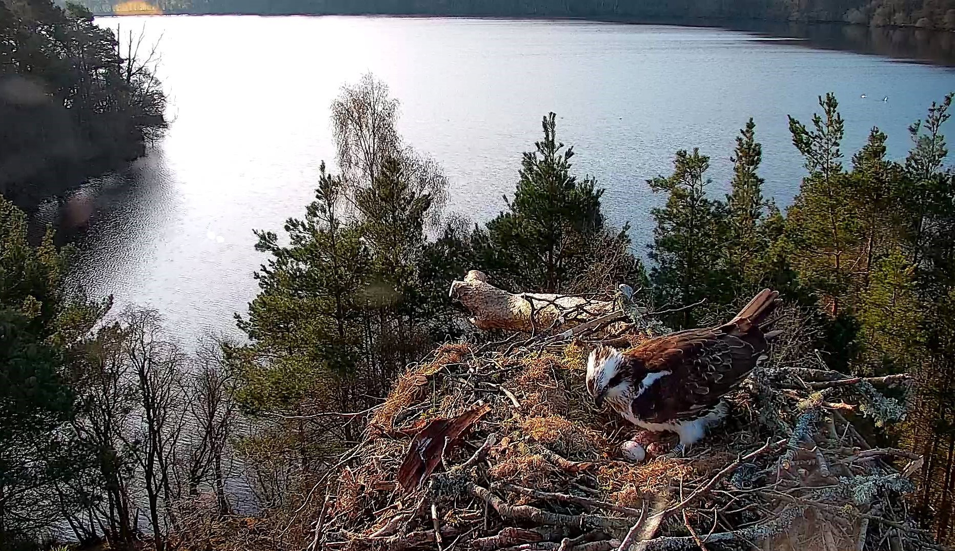 Ospreys in Scotland