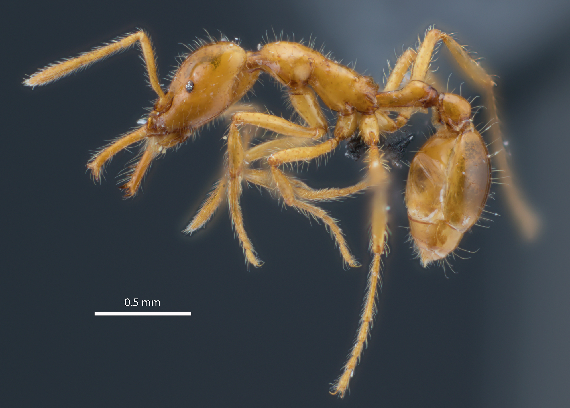 New ant species named in recognition of gender diversity