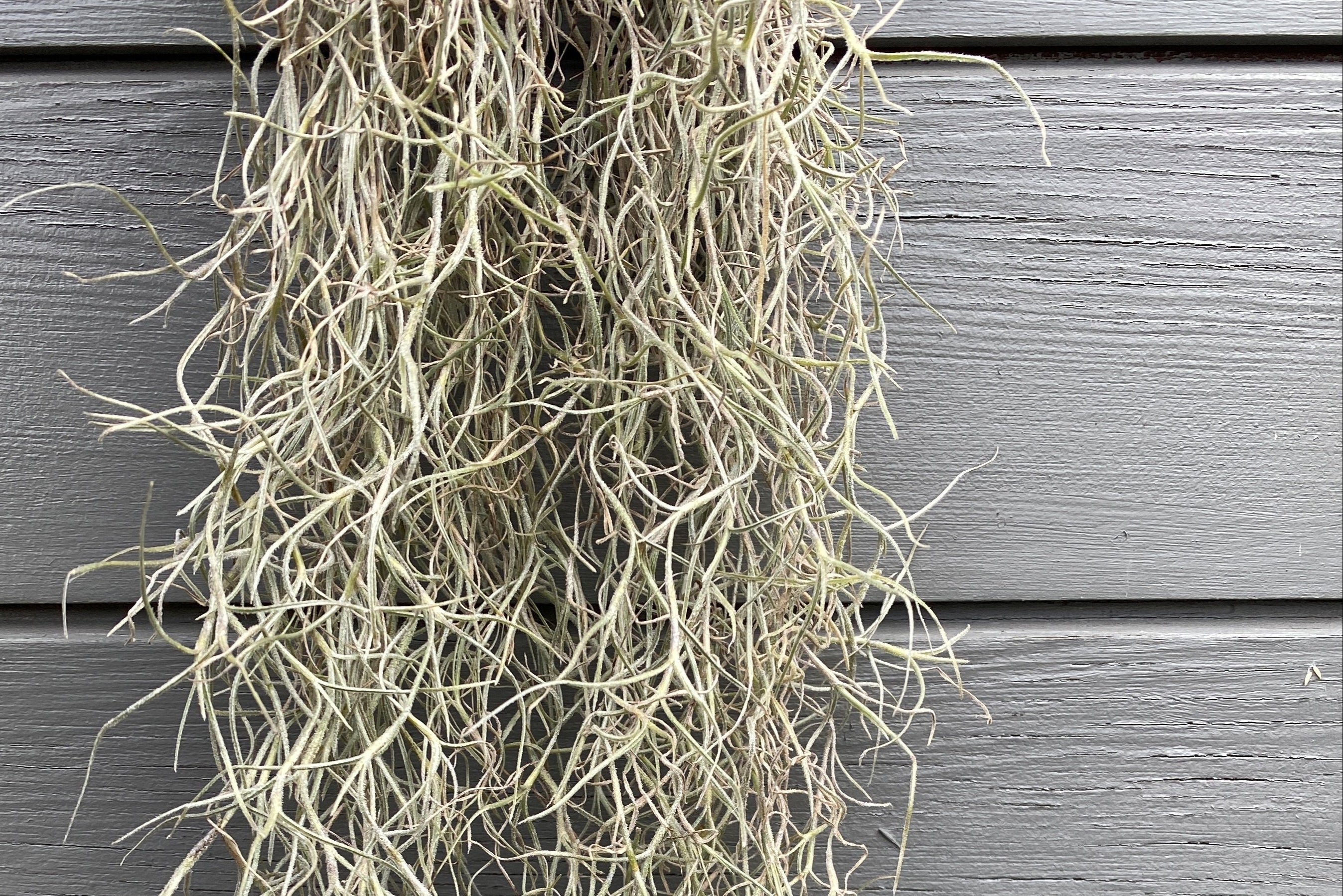 How to care for Spanish moss: watering, repotting and where to position it