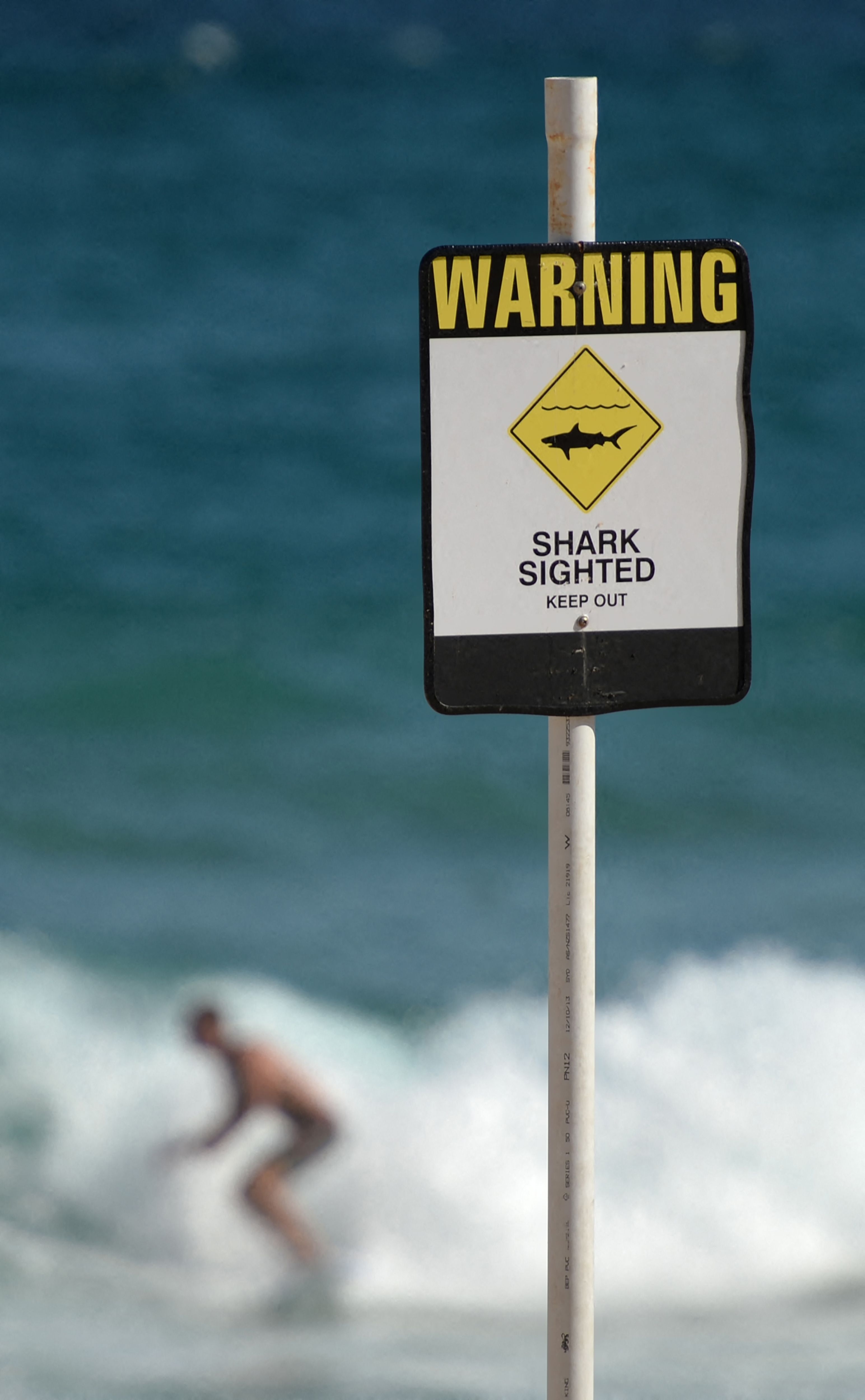 FILES-AUSTRALIA-ANIMAL-SHARK-DEATH