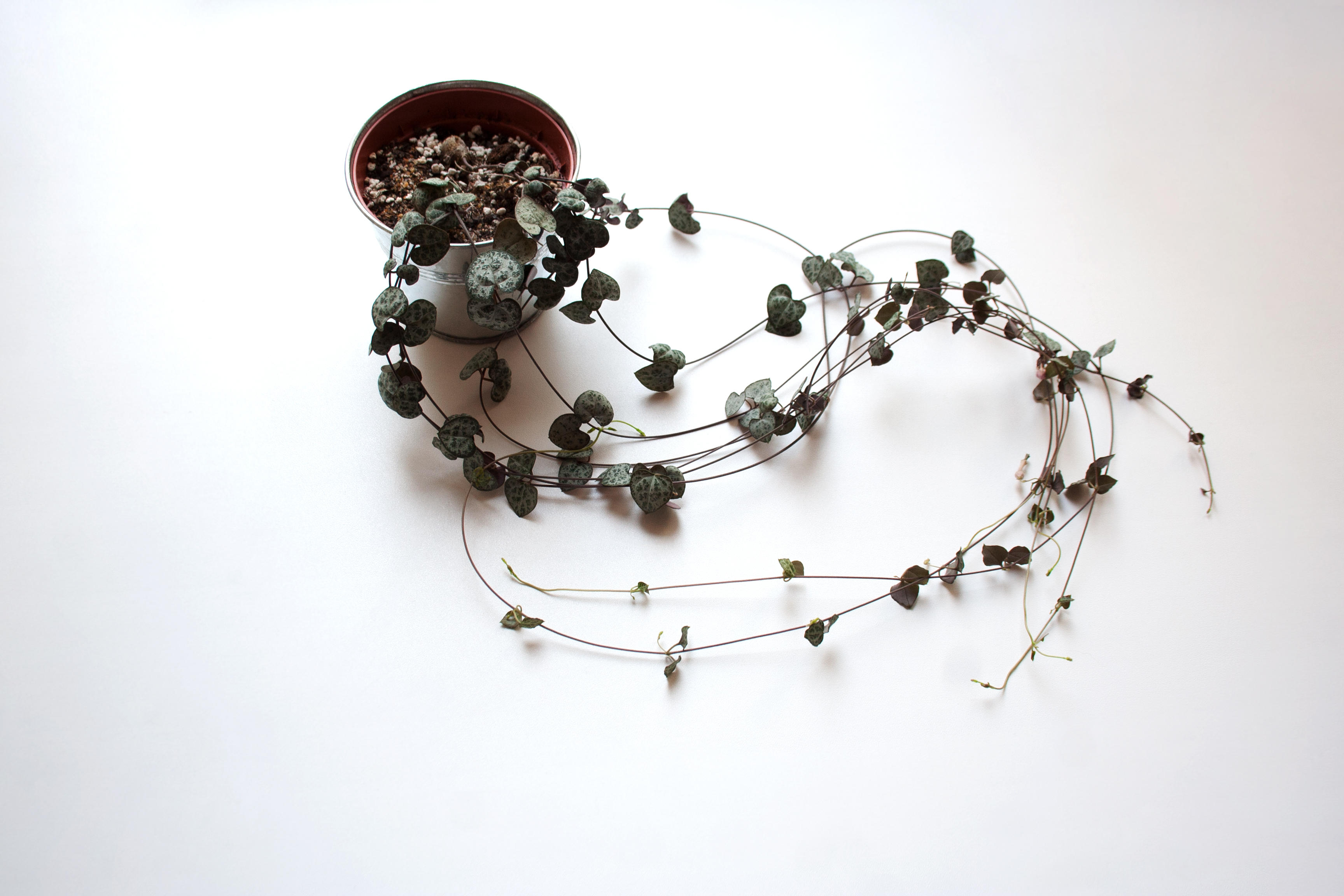 How to care for string of hearts: watering, repotting and where to position it
