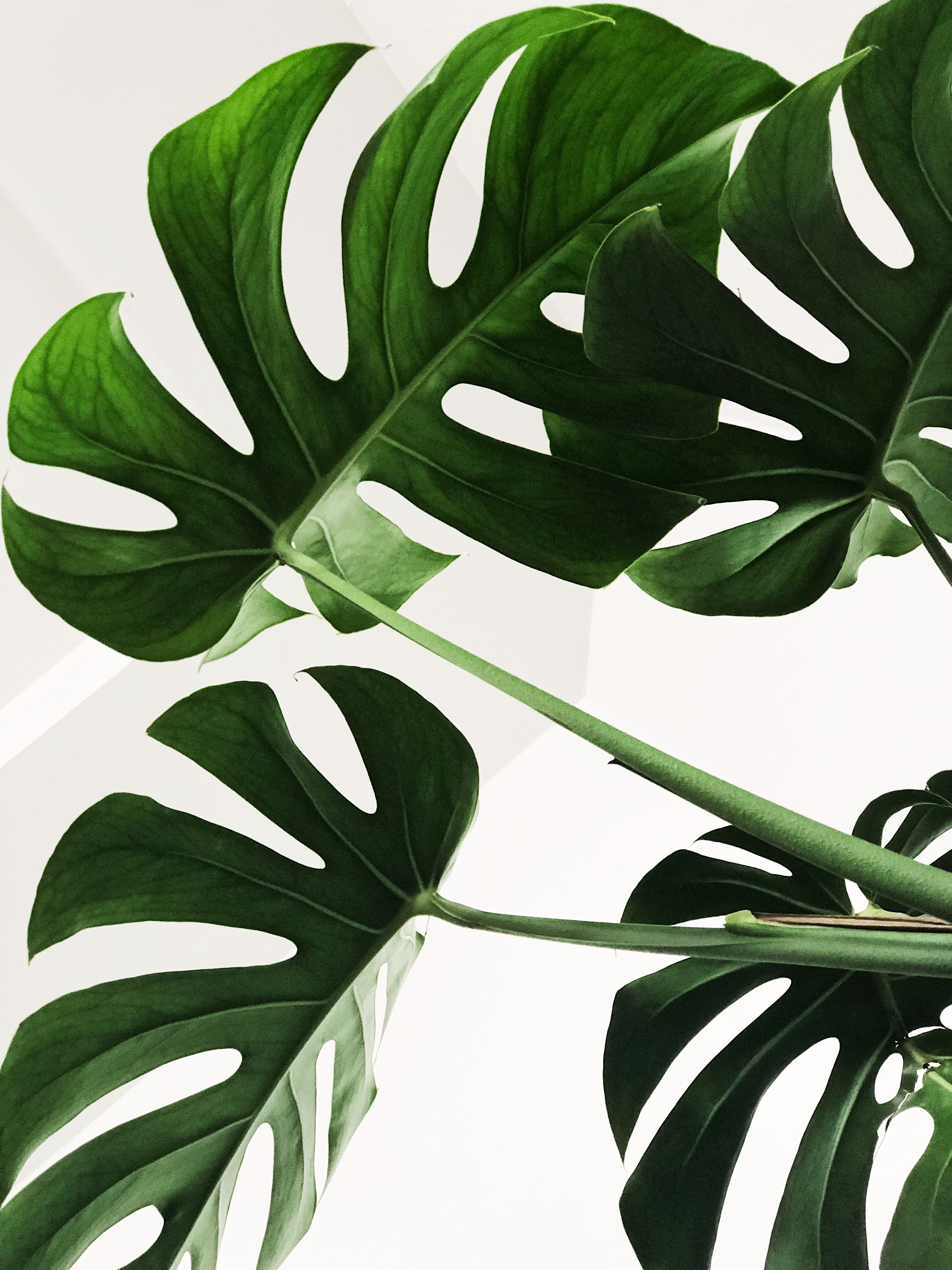 TikTokers are drinking chlorophyll for better skin—should you? 