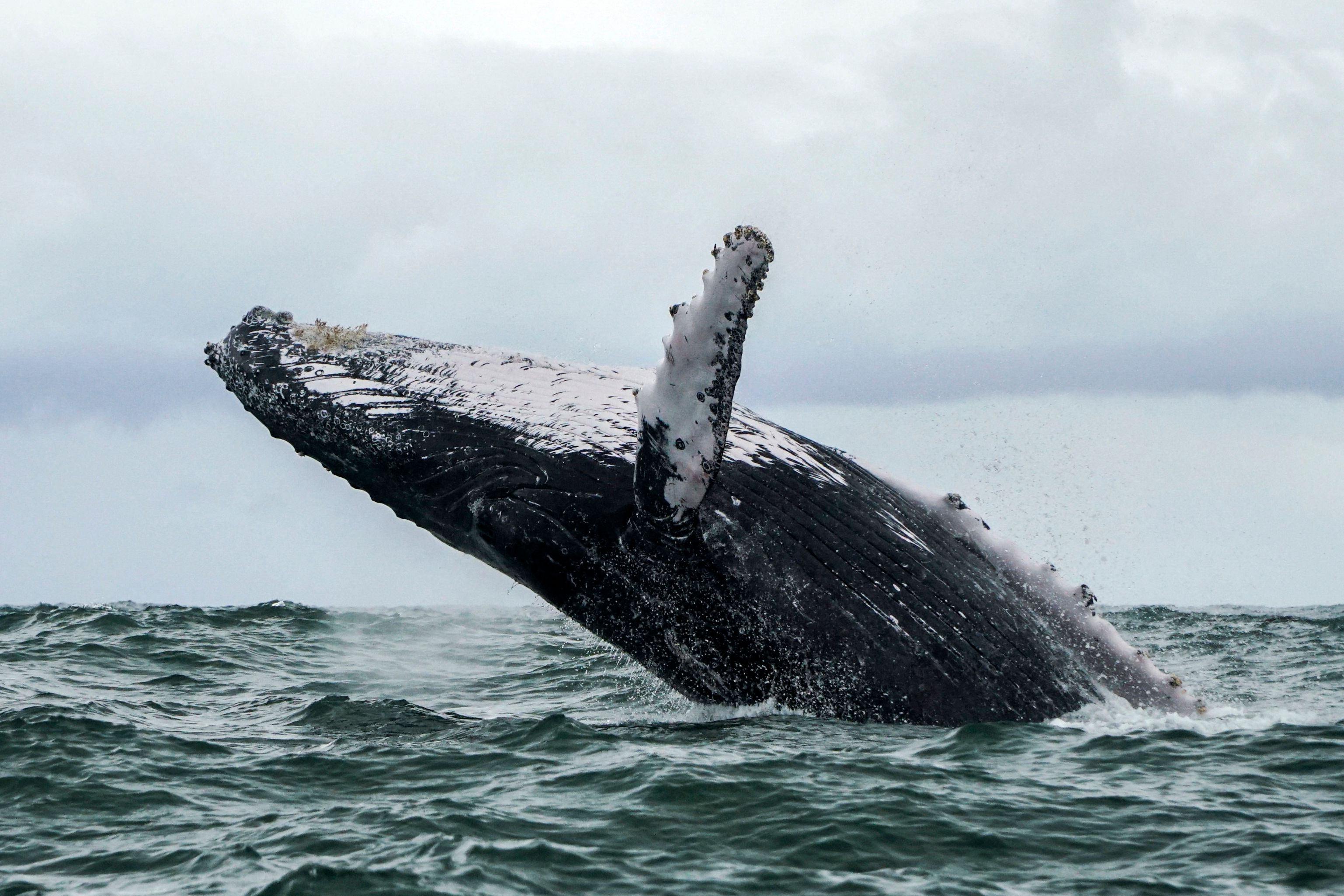 FILES-COLOMBIA-US-ANIMAL-FISHING-OFFBEAT