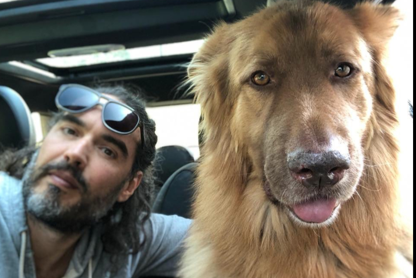 Russell Brand ‘devastated’ after his dog mauls wallaby to death near his Oxfordshire home