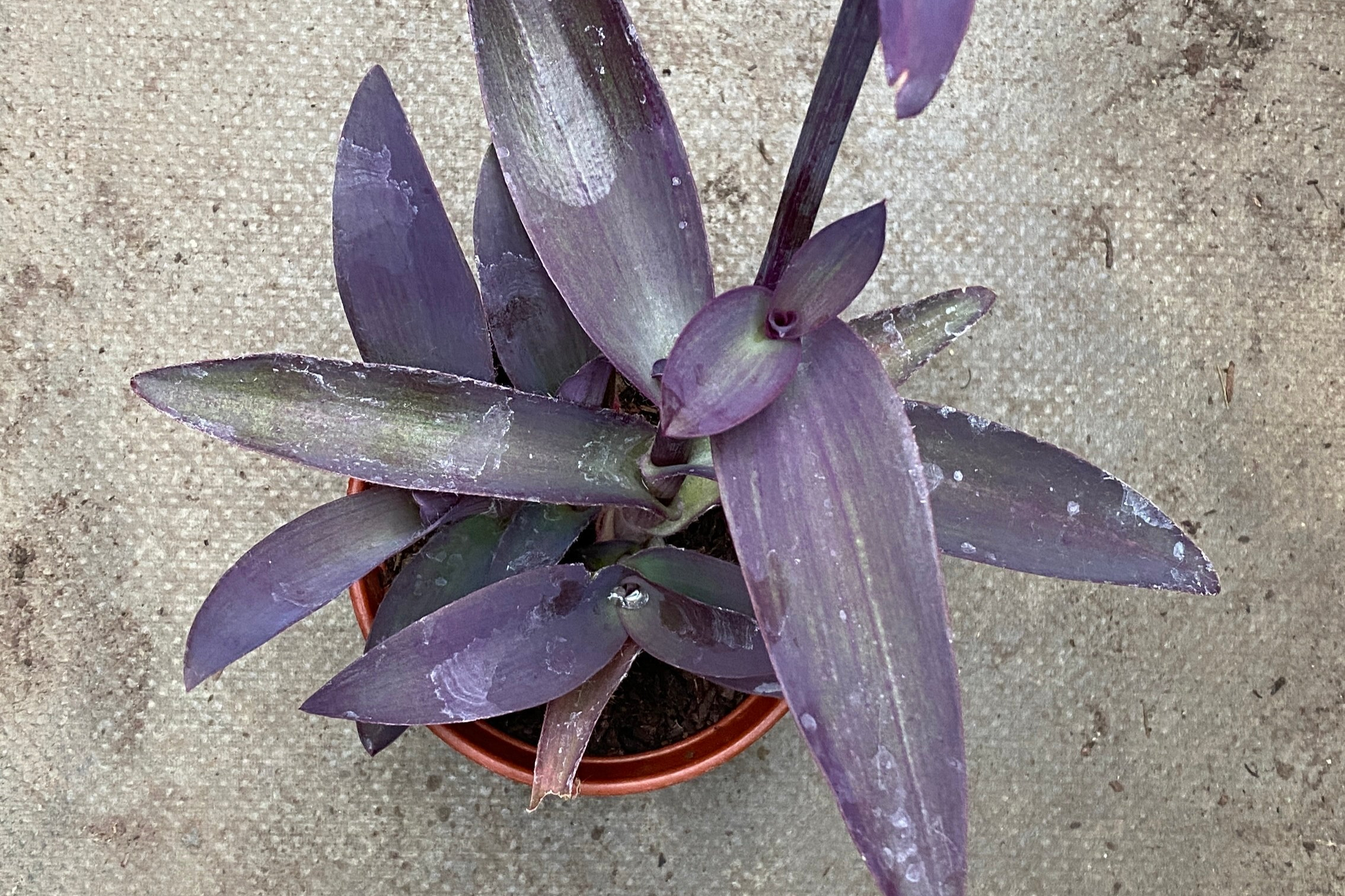 How to care for purple spiderwort:  watering, repotting and where to position it
