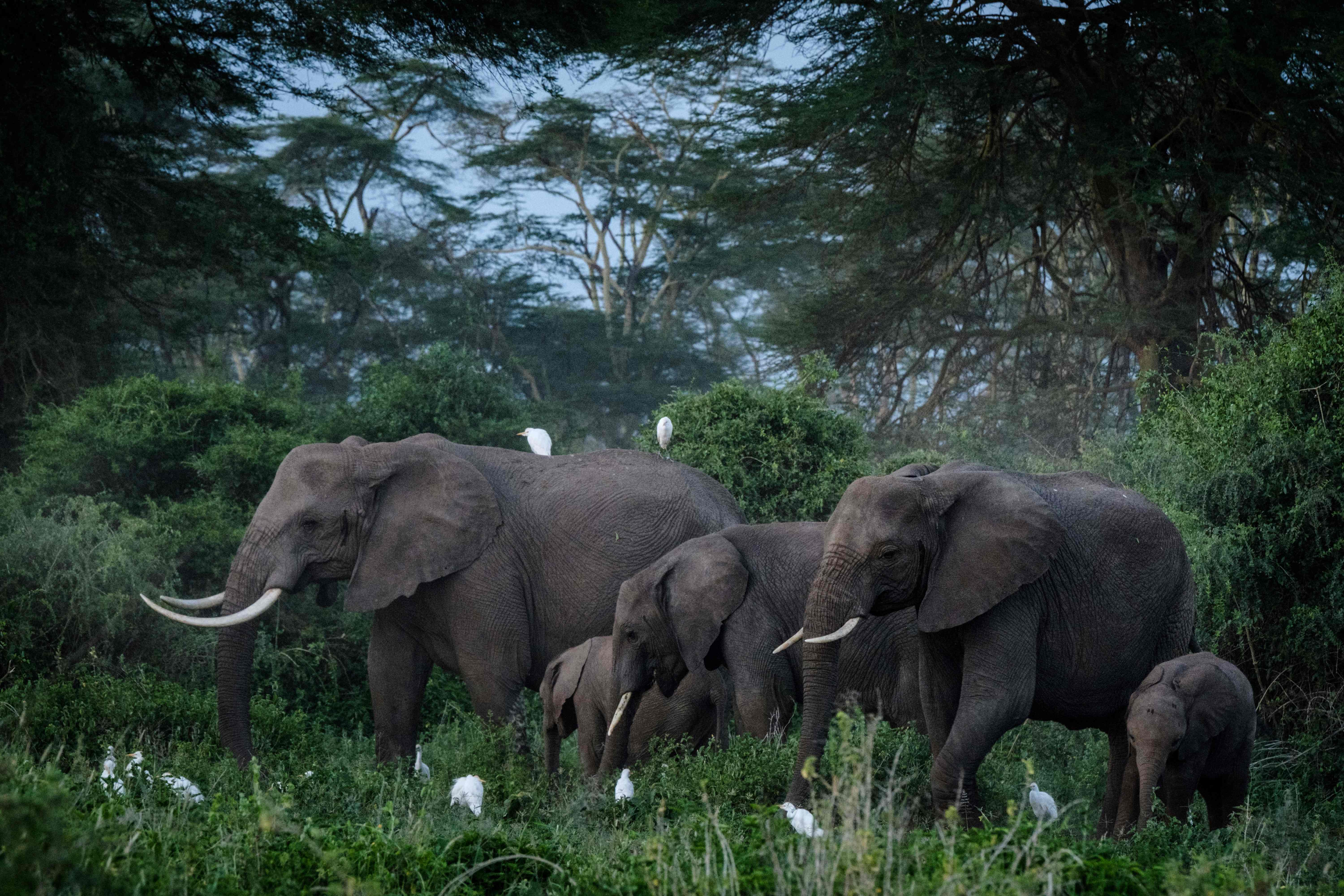 FILES-BRITAIN-KENYA-CONSERVATION-ELEPHANT