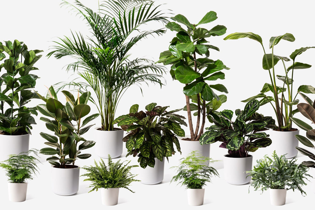 Best plant delivery services UK: Get plants fast by ordering online from these sites