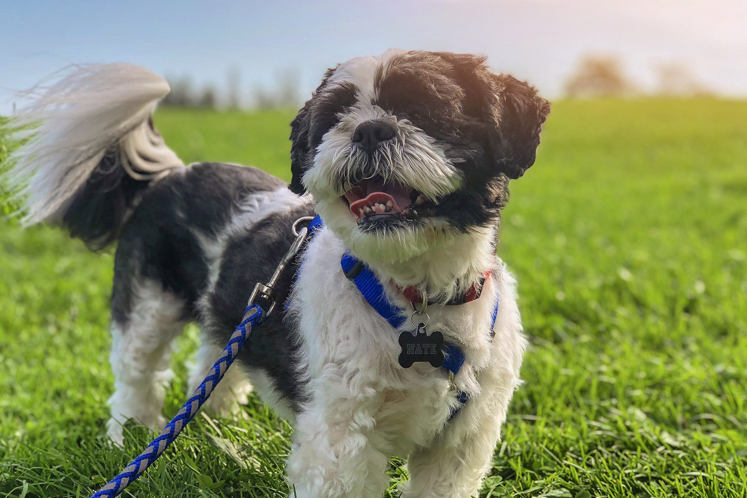 Petition to ban people from walking their dogs in extreme heat 