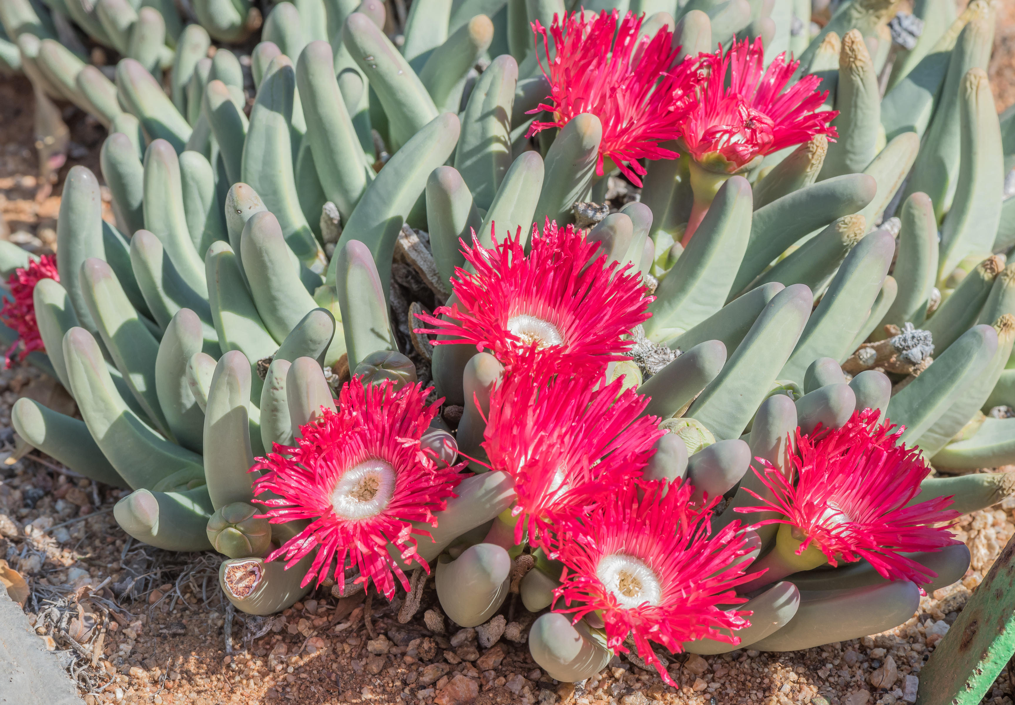 The Vingervygie, Argyroderma fissum, is a perennial succulent found on quartz fields of the Knersvlakte in South Africa