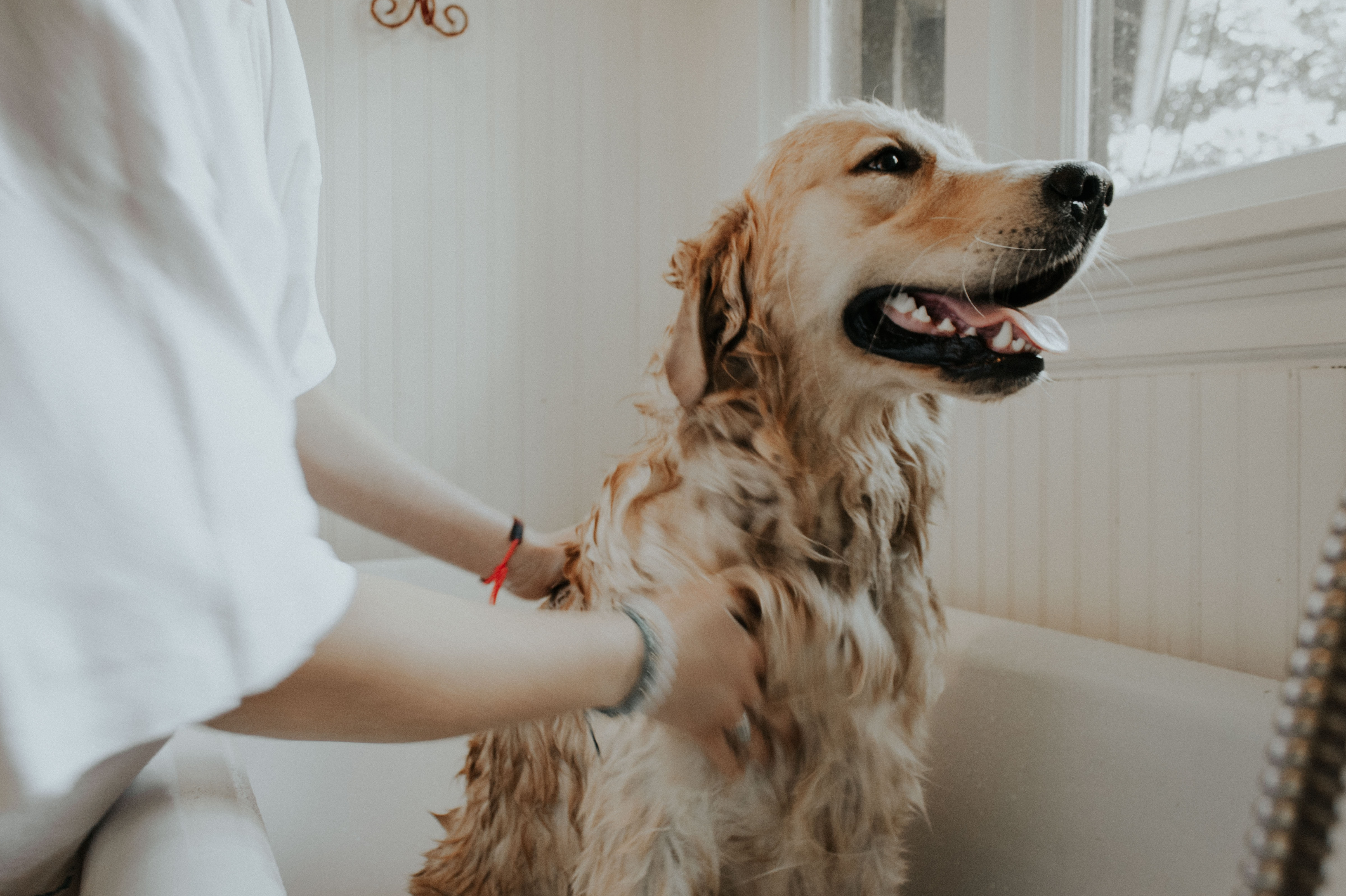 Best dog shampoo and grooming products to keep your pooch smelling fresh