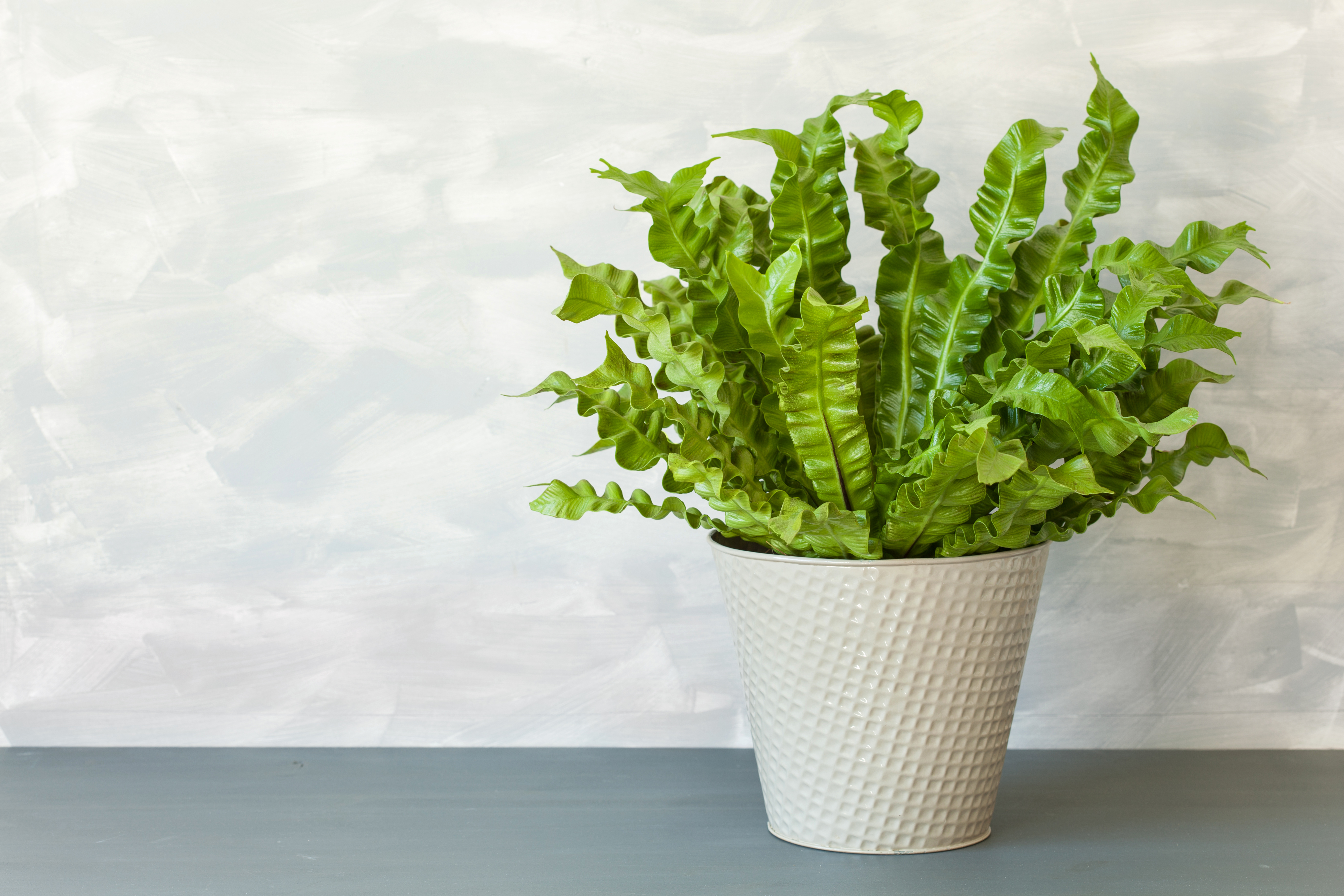 How to care for bird’s nest ferns: propagating, watering and where to position them