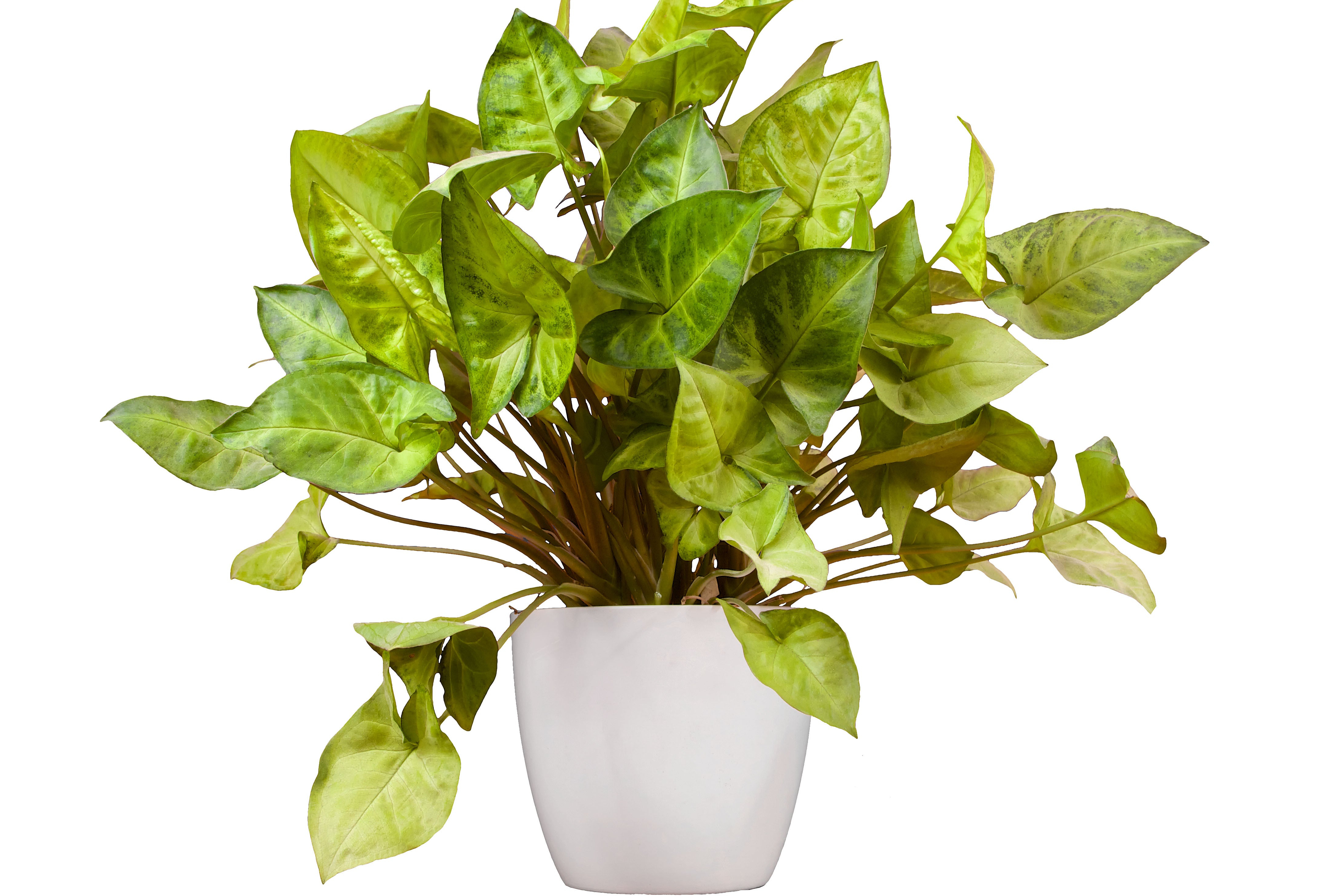 Purpurtute - Syngonium podophyllum isolated in a white pot.