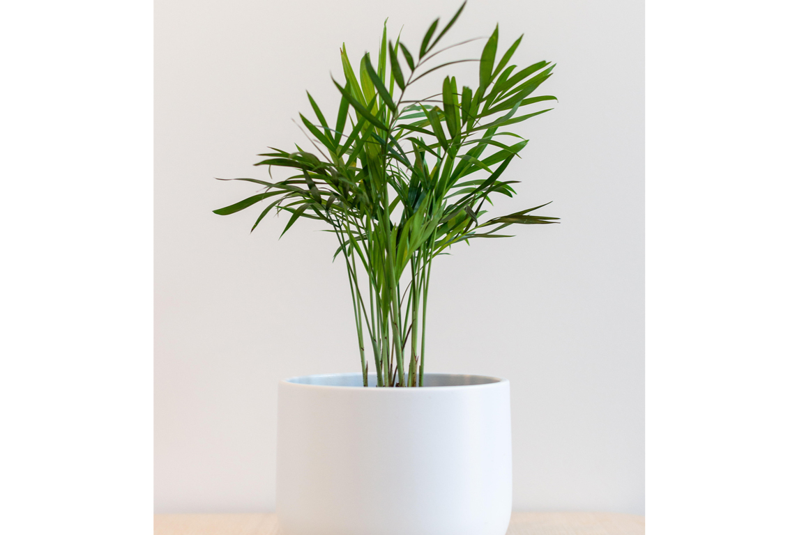 How to care for Kentia palms: watering, propagating and where to position them