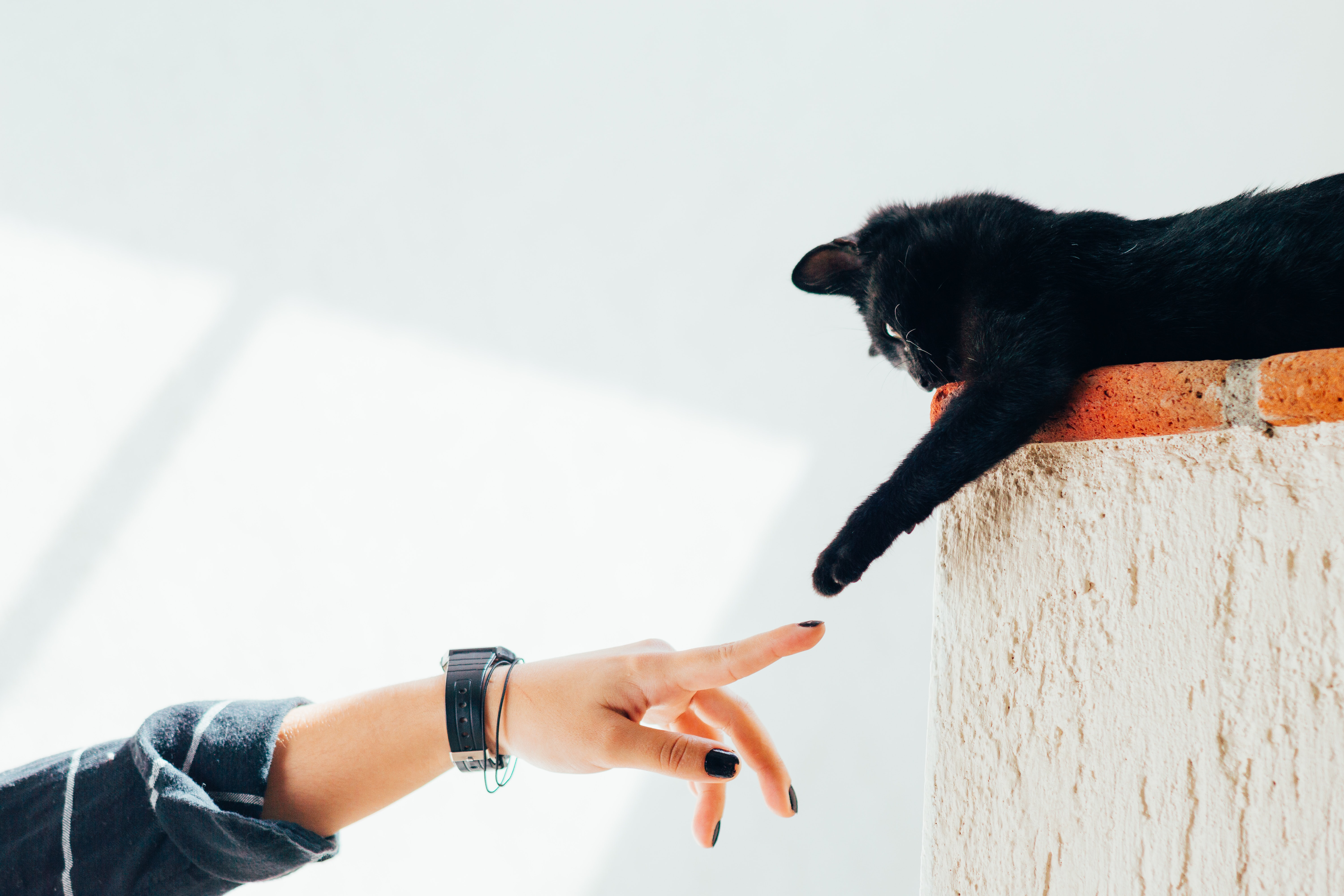 Best pet cameras of 2023  to monitor your four legged friend when you’re out