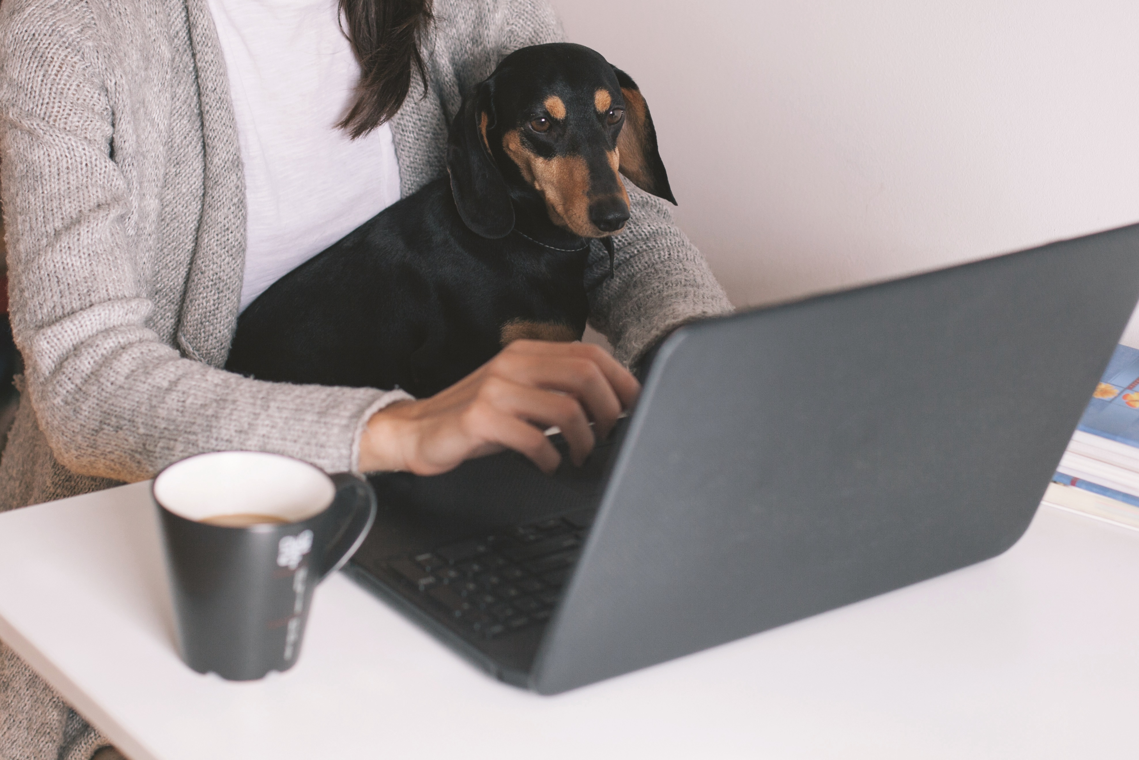 Dogs in the office: Pets at Home offers guidelines to businesses about pooches in the workplace