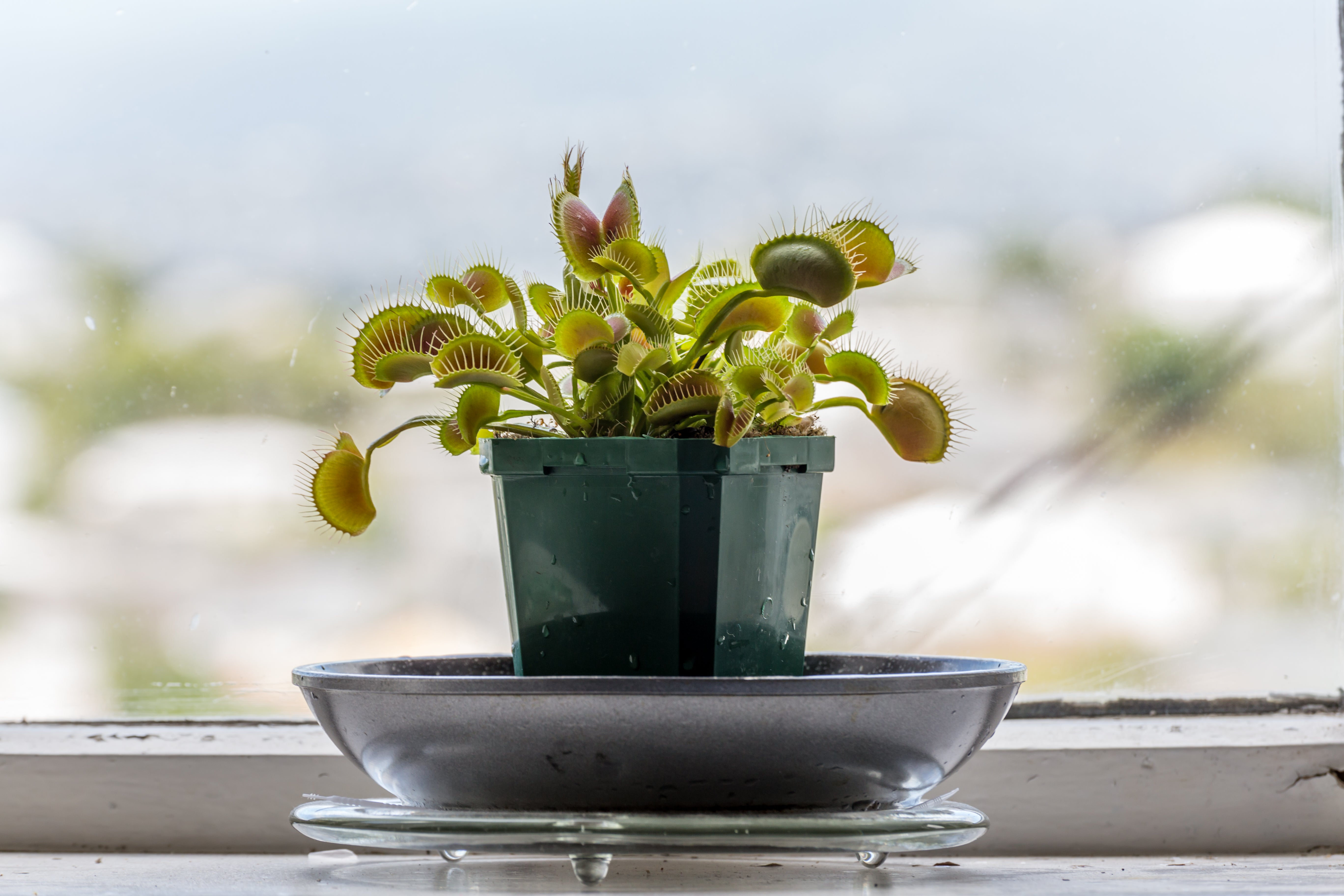 How to care for a Venus flytrap: watering, repotting and where to position