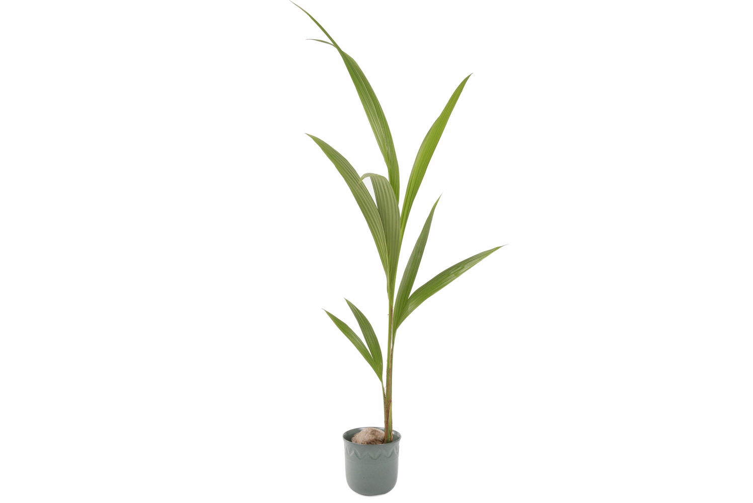 How to care for coconut palms: watering, propagating and where to position them