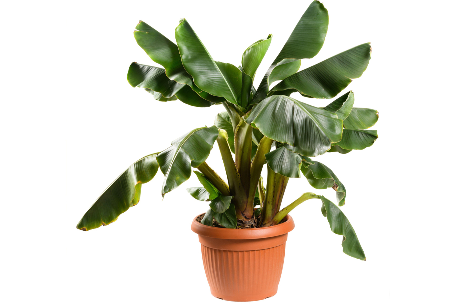 How to care for a banana tree: watering, repotting and where to position it