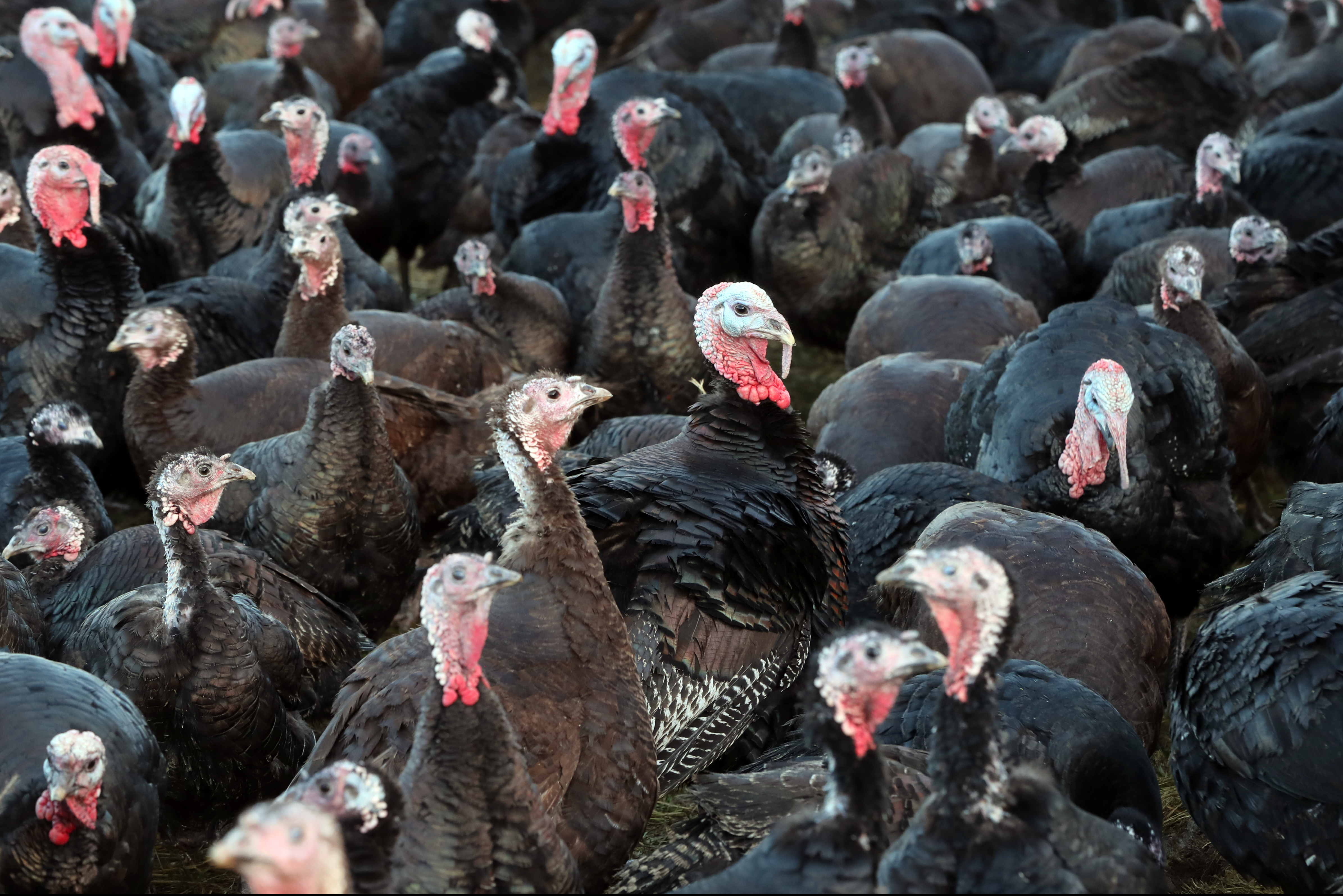 Turkey farm British Poultry Council