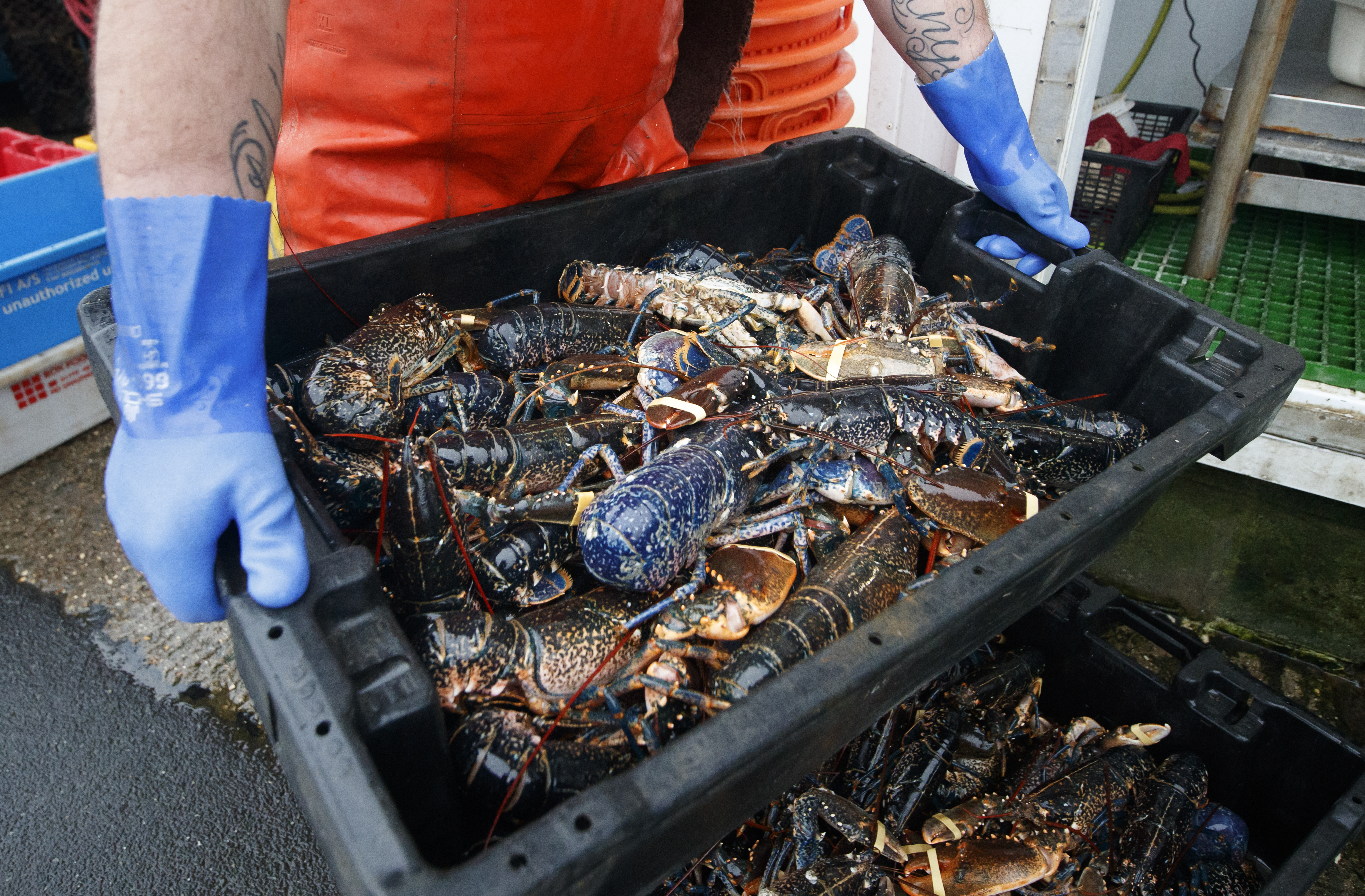 Lobsters, crabs, and octopuses can feel pain too, study finds