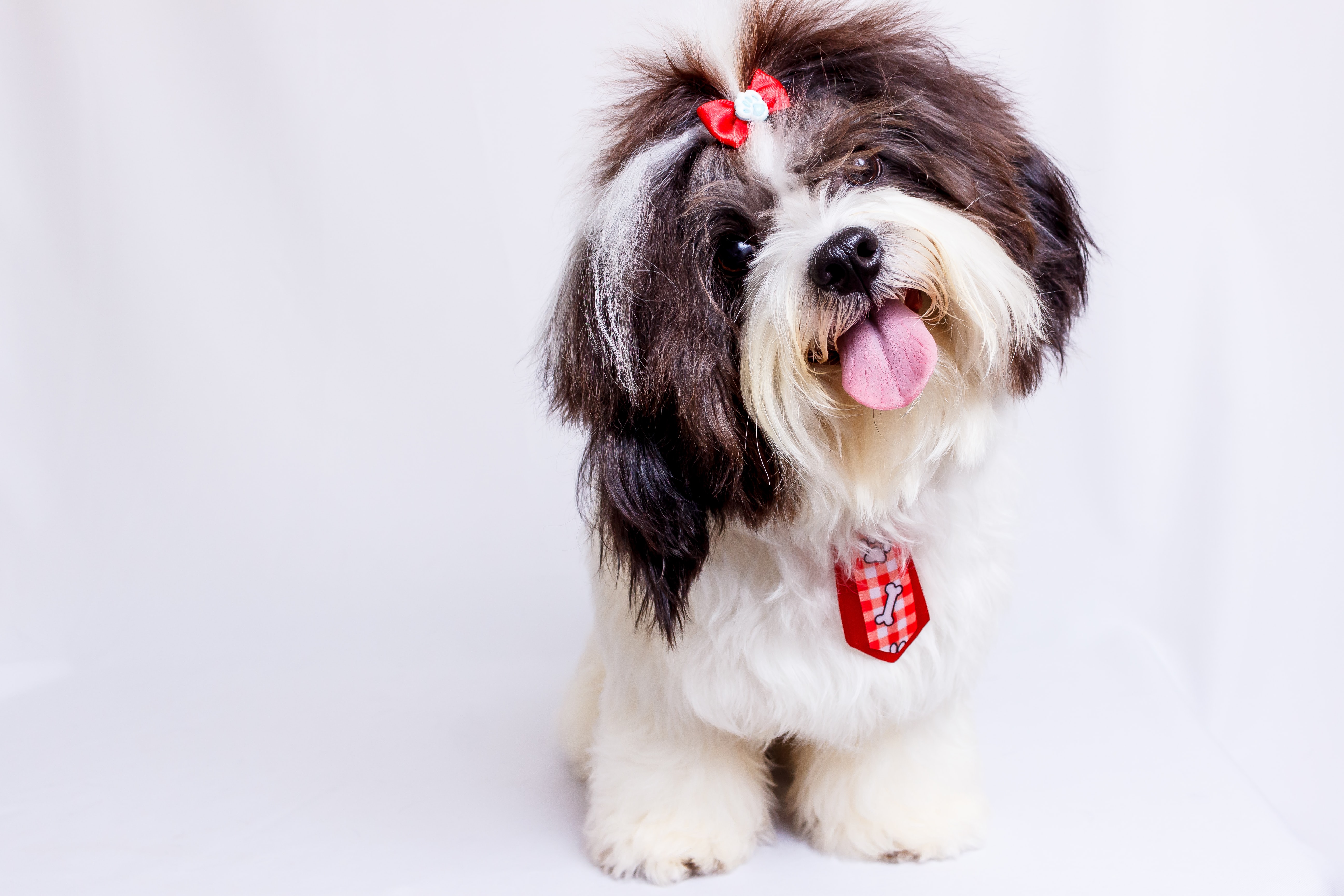 How to get the best dog insurance