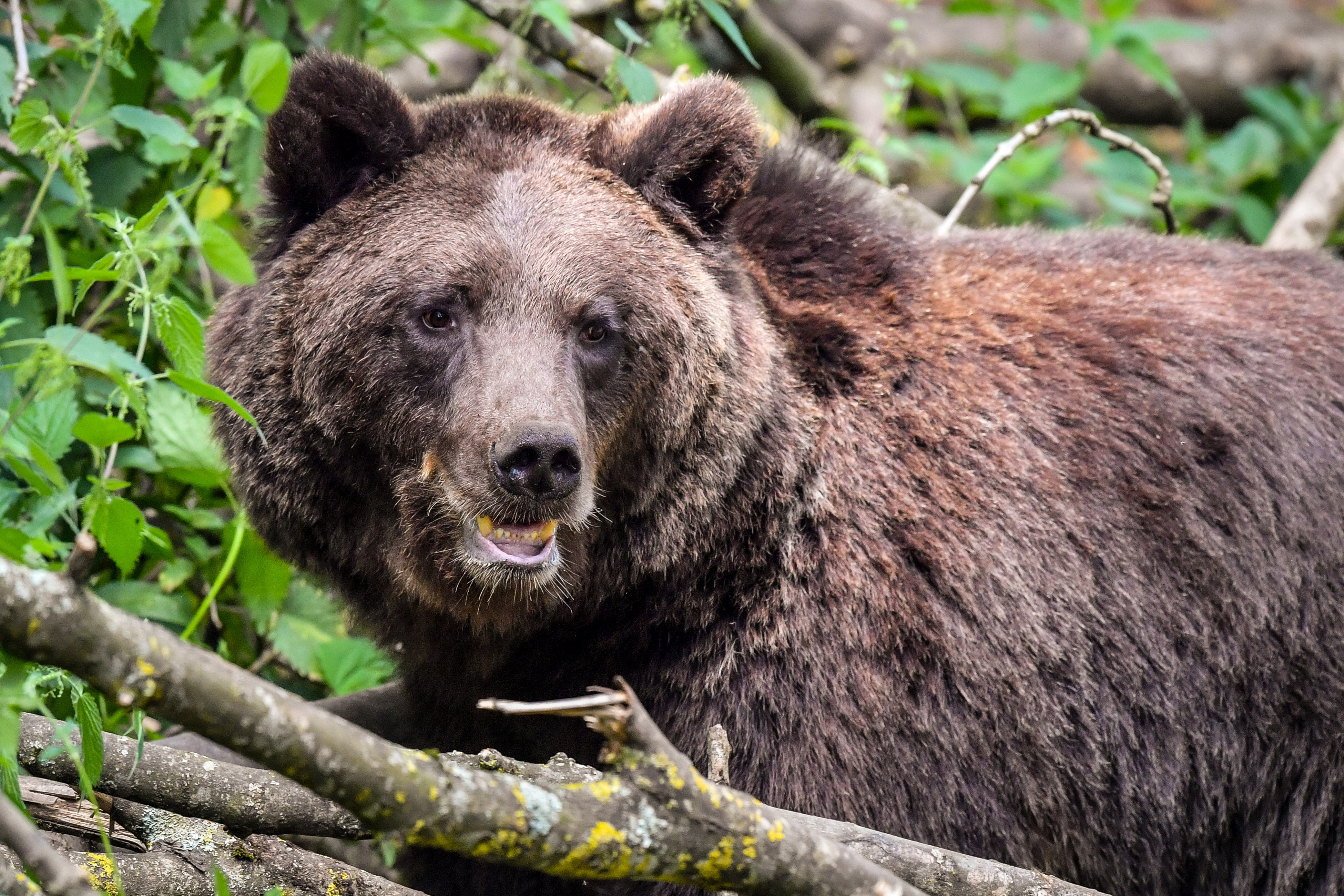 Brown bear that injured five people in Slovakia shot dead