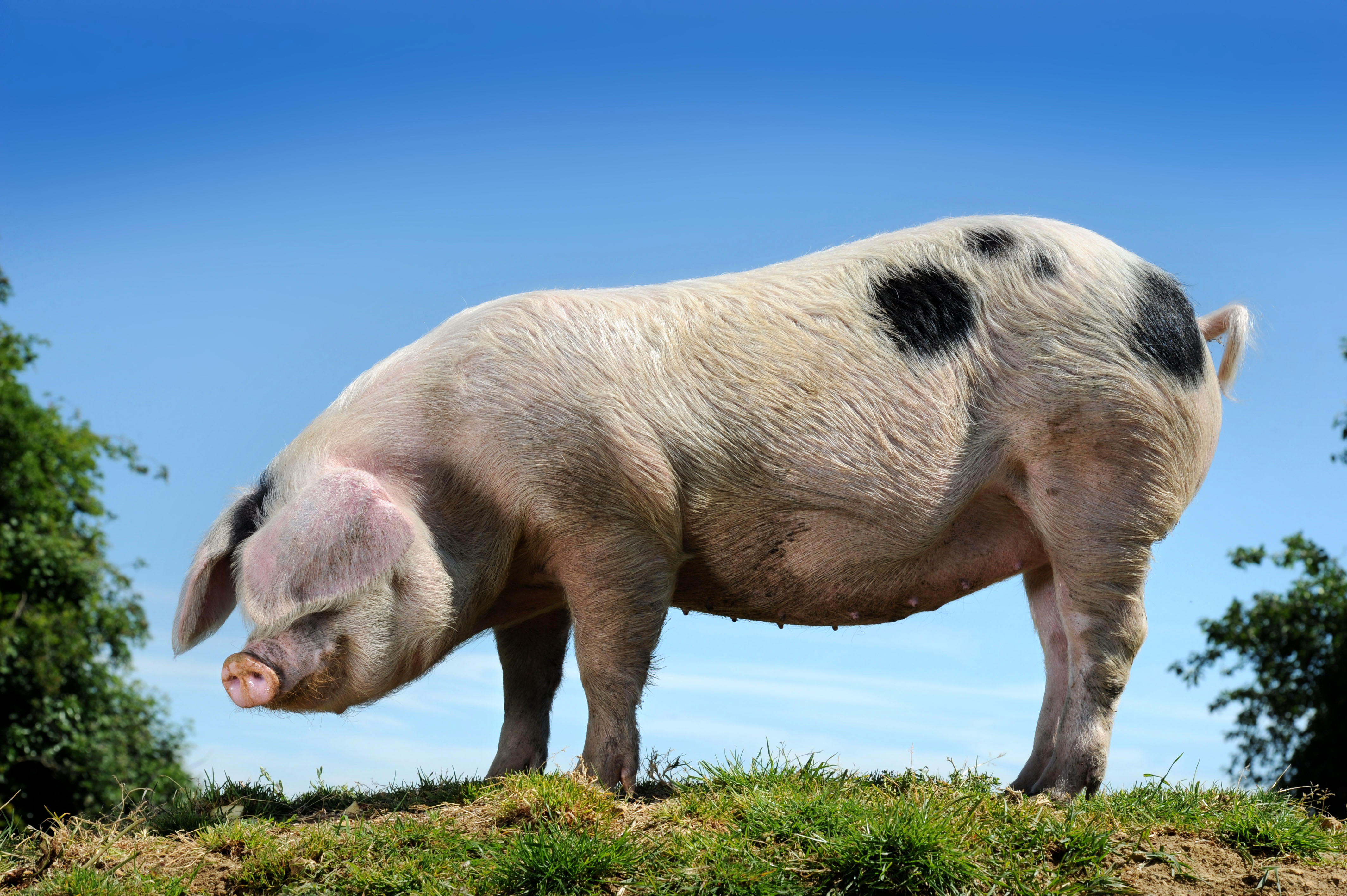 A Gloucester Old Spot pig on a hot day near Cirencester, Gloucestershire UK. Image shot 2011. Exact date unknown.