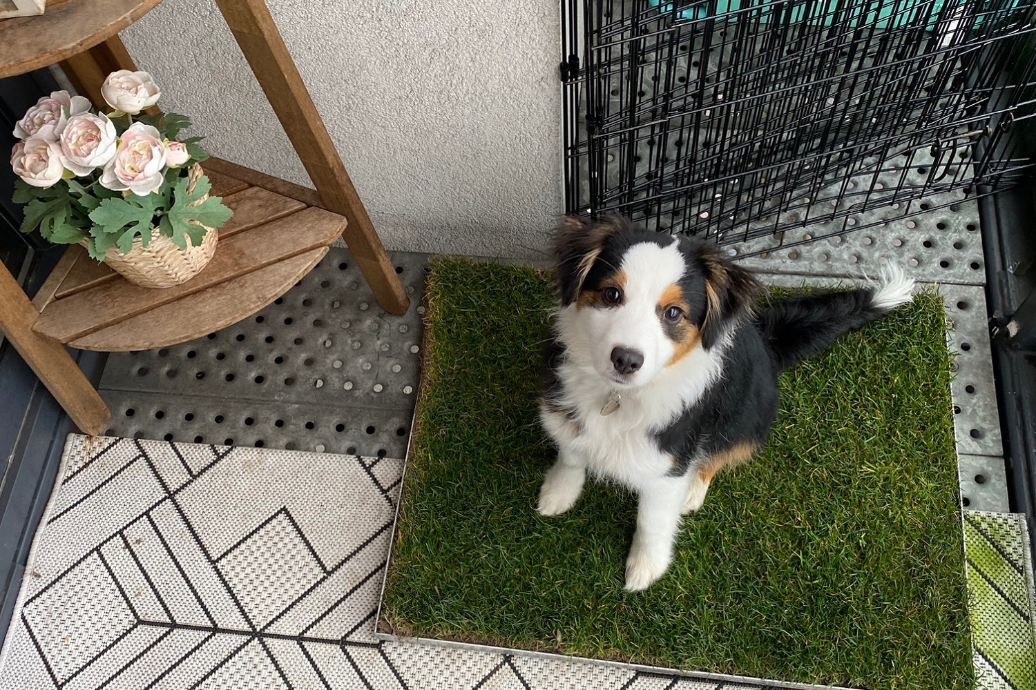 Best items for rescue dogs: Everything they need when joining a new home