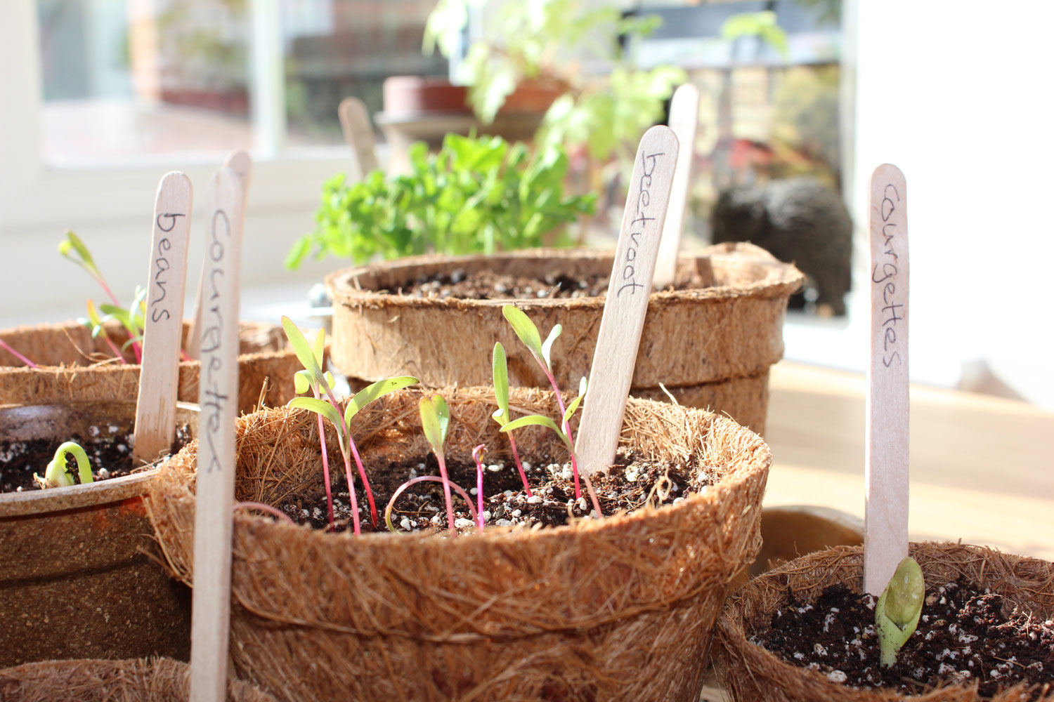 Best gardening subscription boxes for clever summer planting