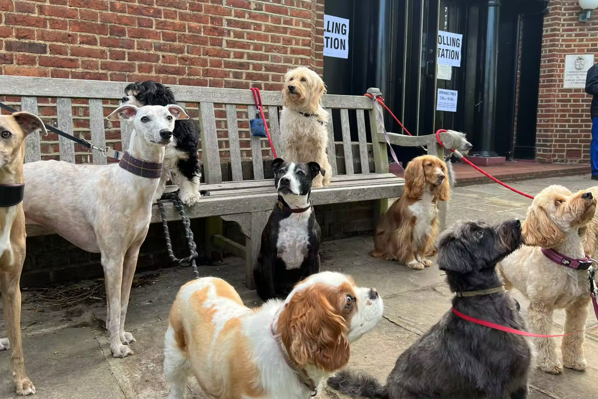 Local elections 2022: Dogs at polling stations