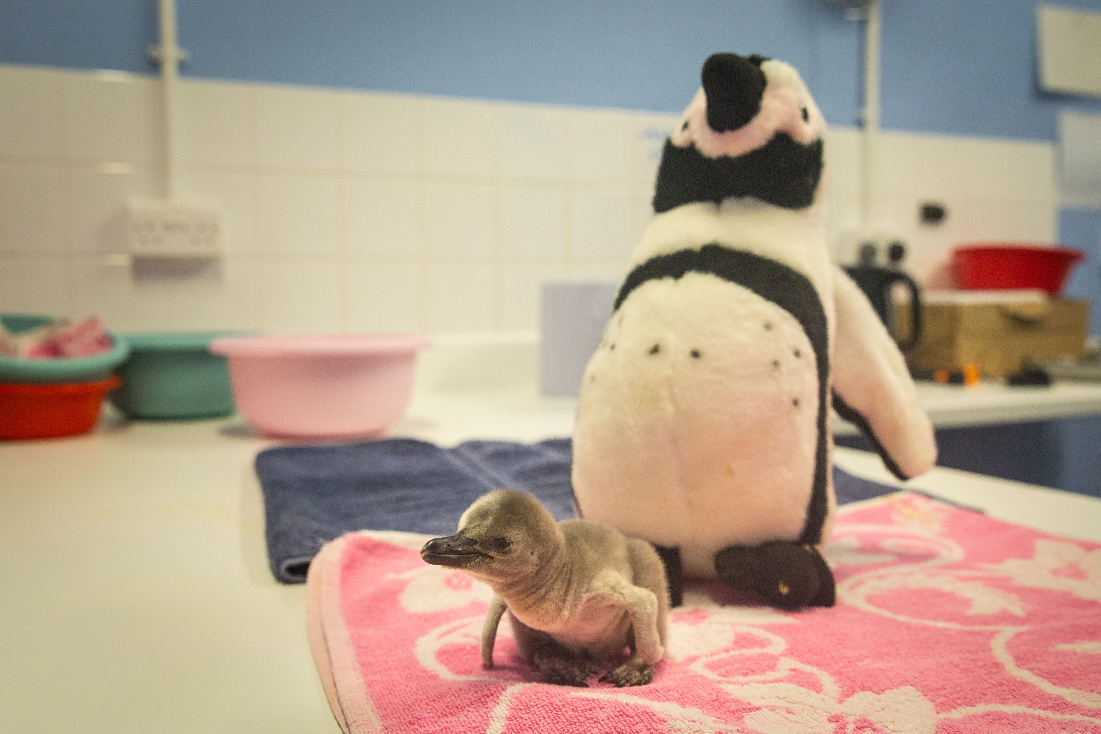 Penguin chicks at London Zoo